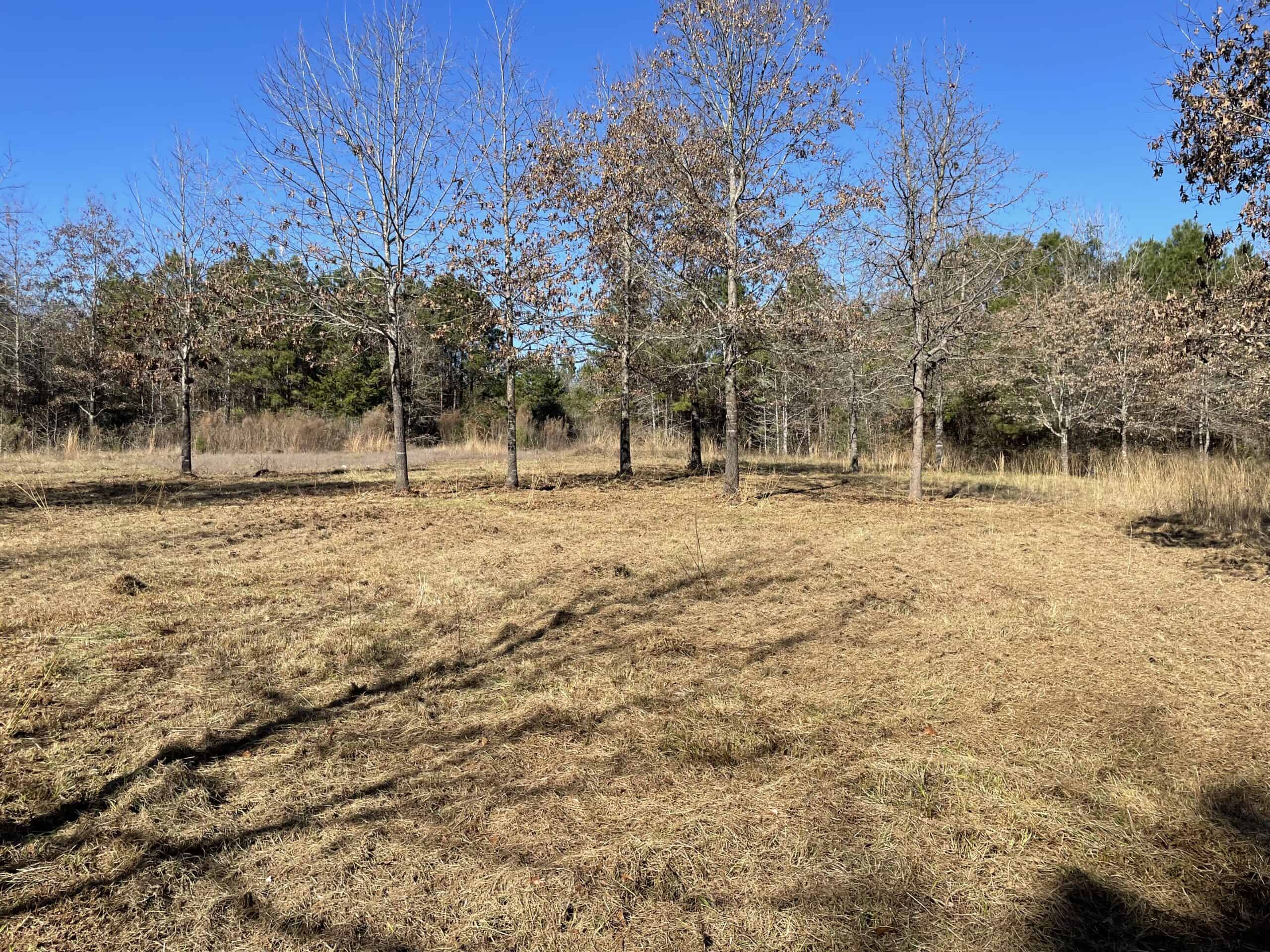 Secluded Recreational Paradise – ±37.19 Acres of Pine Timber