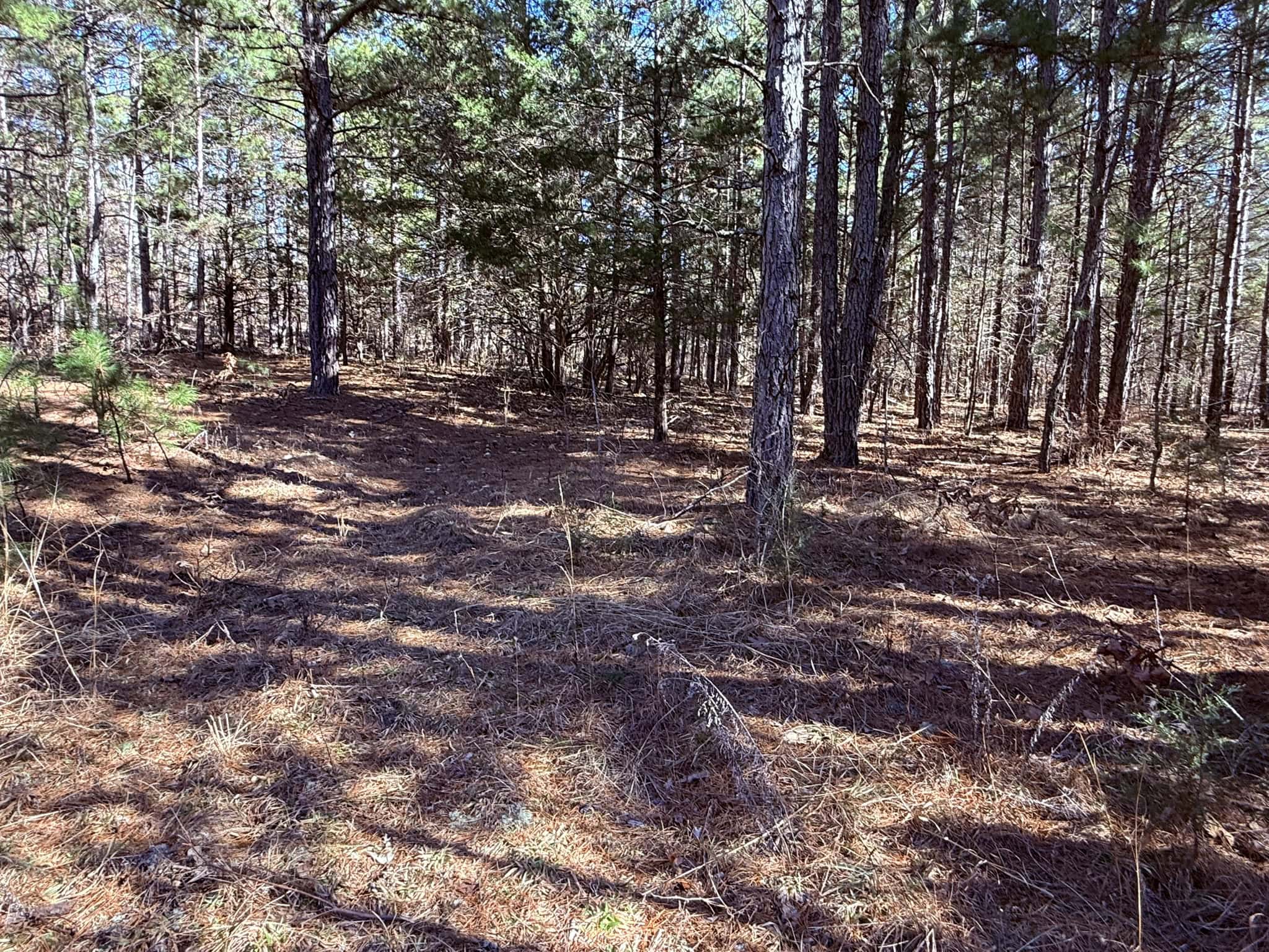 HUNTING LAND FOR SALE IN OZARK MOUNTAINS OF ARKANSAS