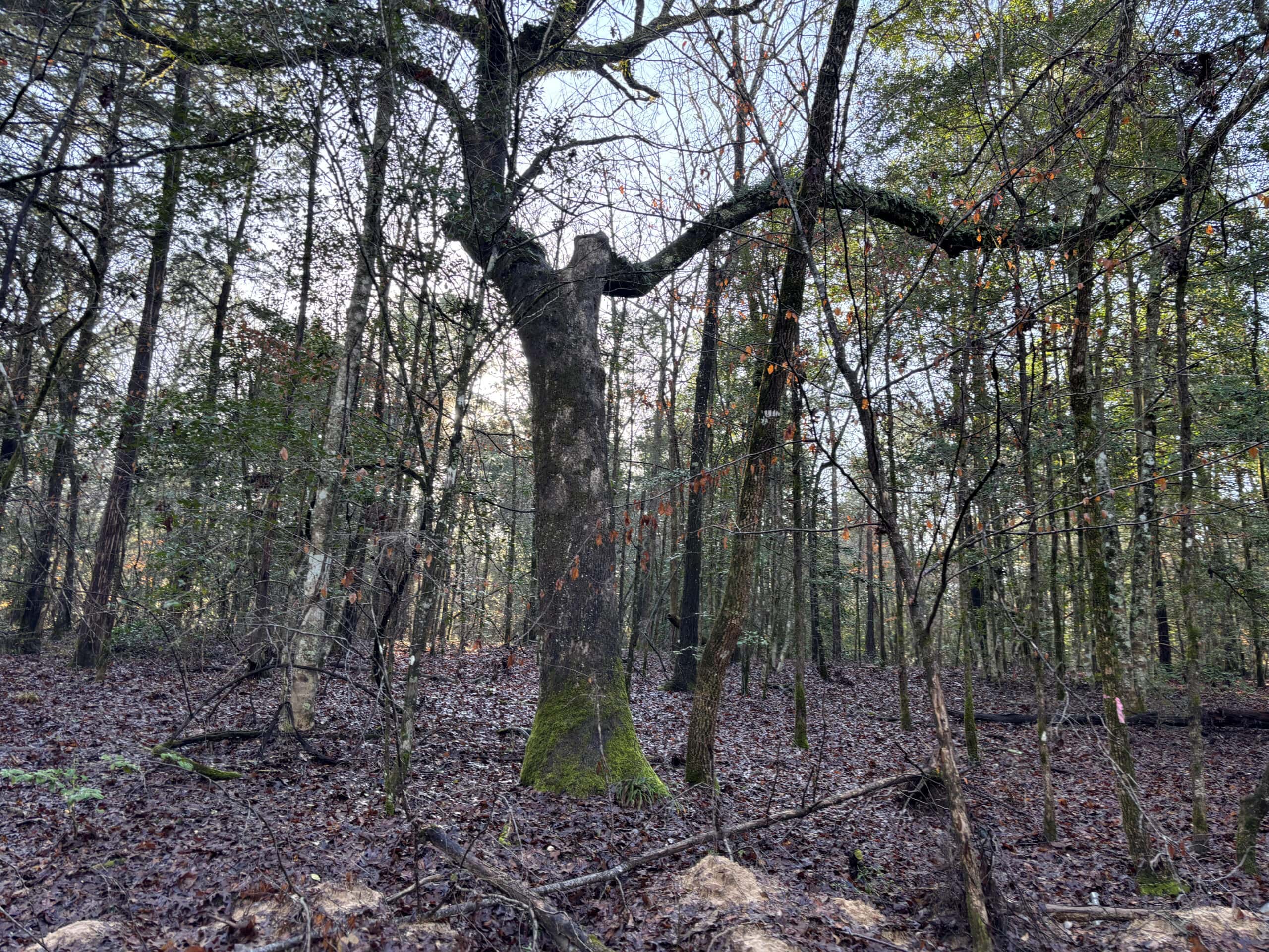 East Texas Timberland/Hunting Property