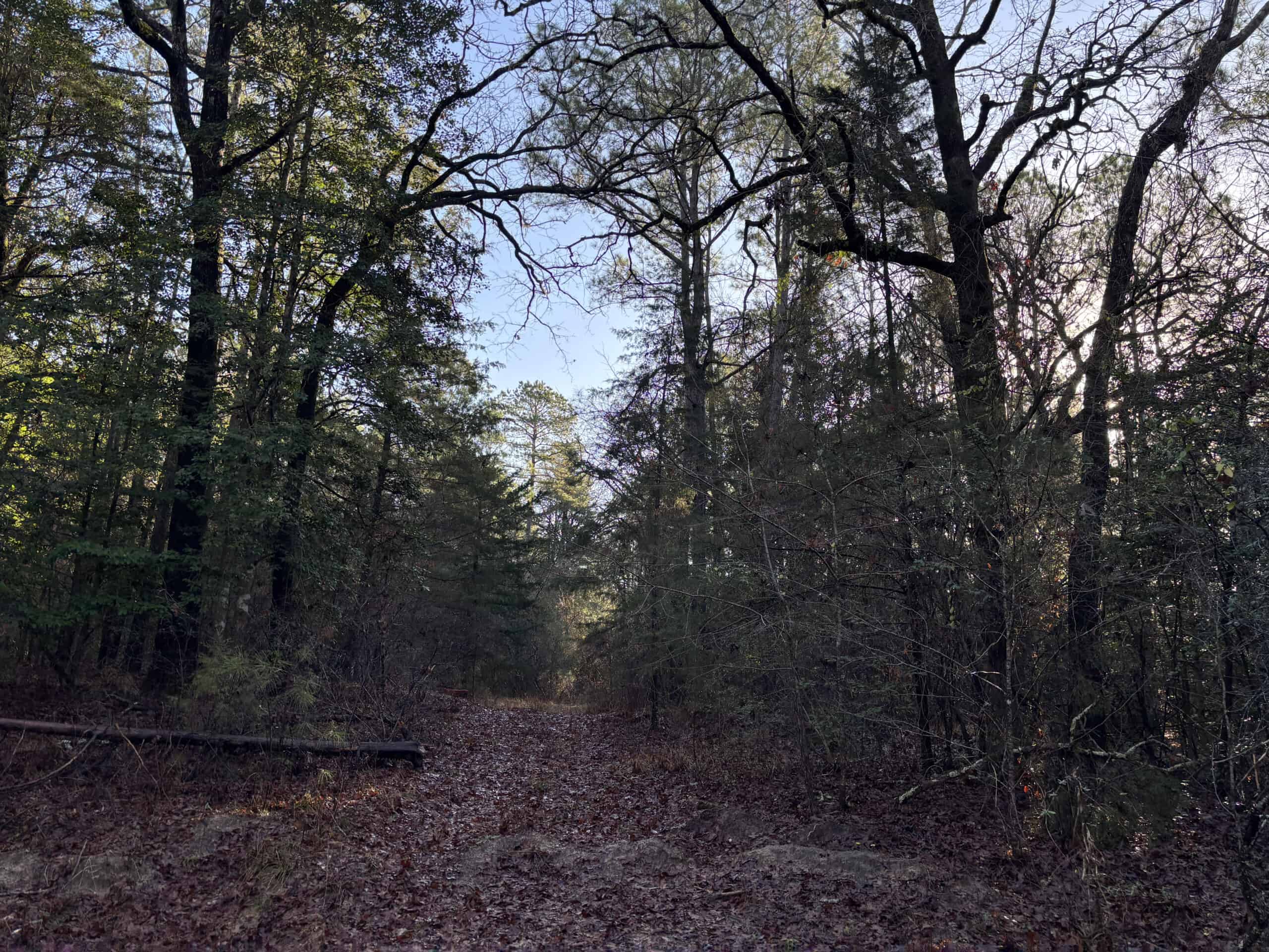 East Texas Timberland/Hunting Property