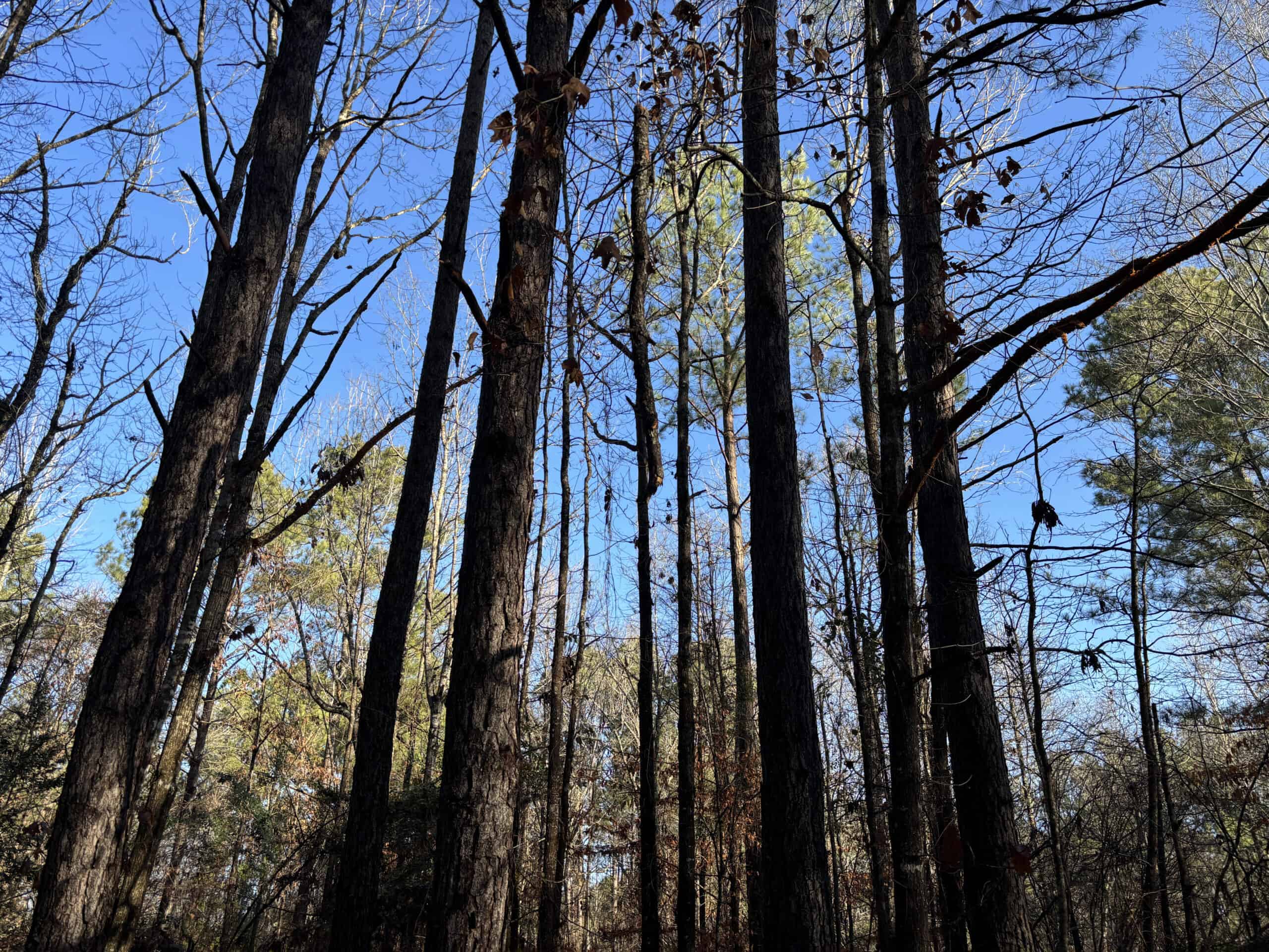 East Texas Timberland/Hunting Property