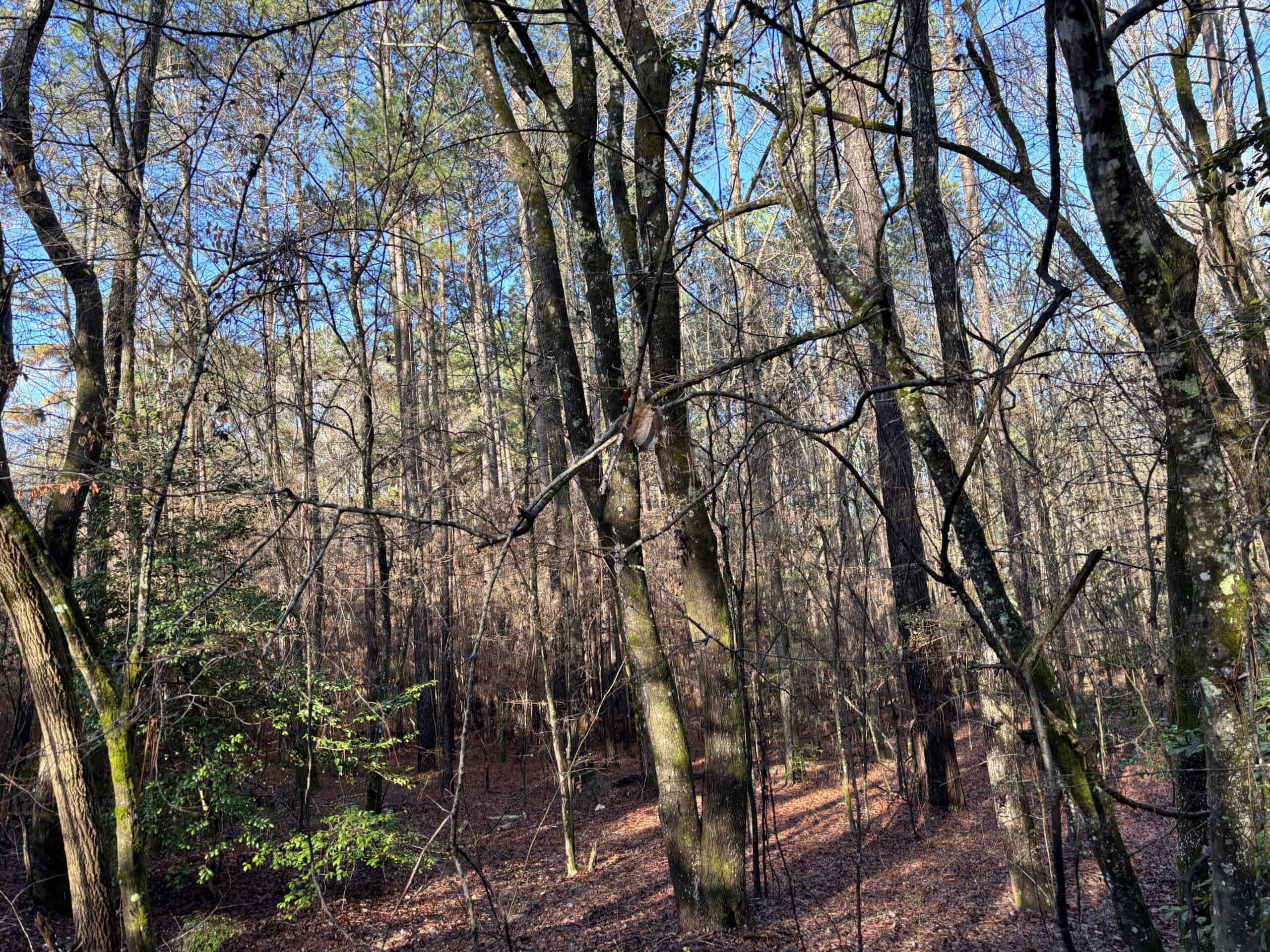 East Texas Timberland/Hunting Property