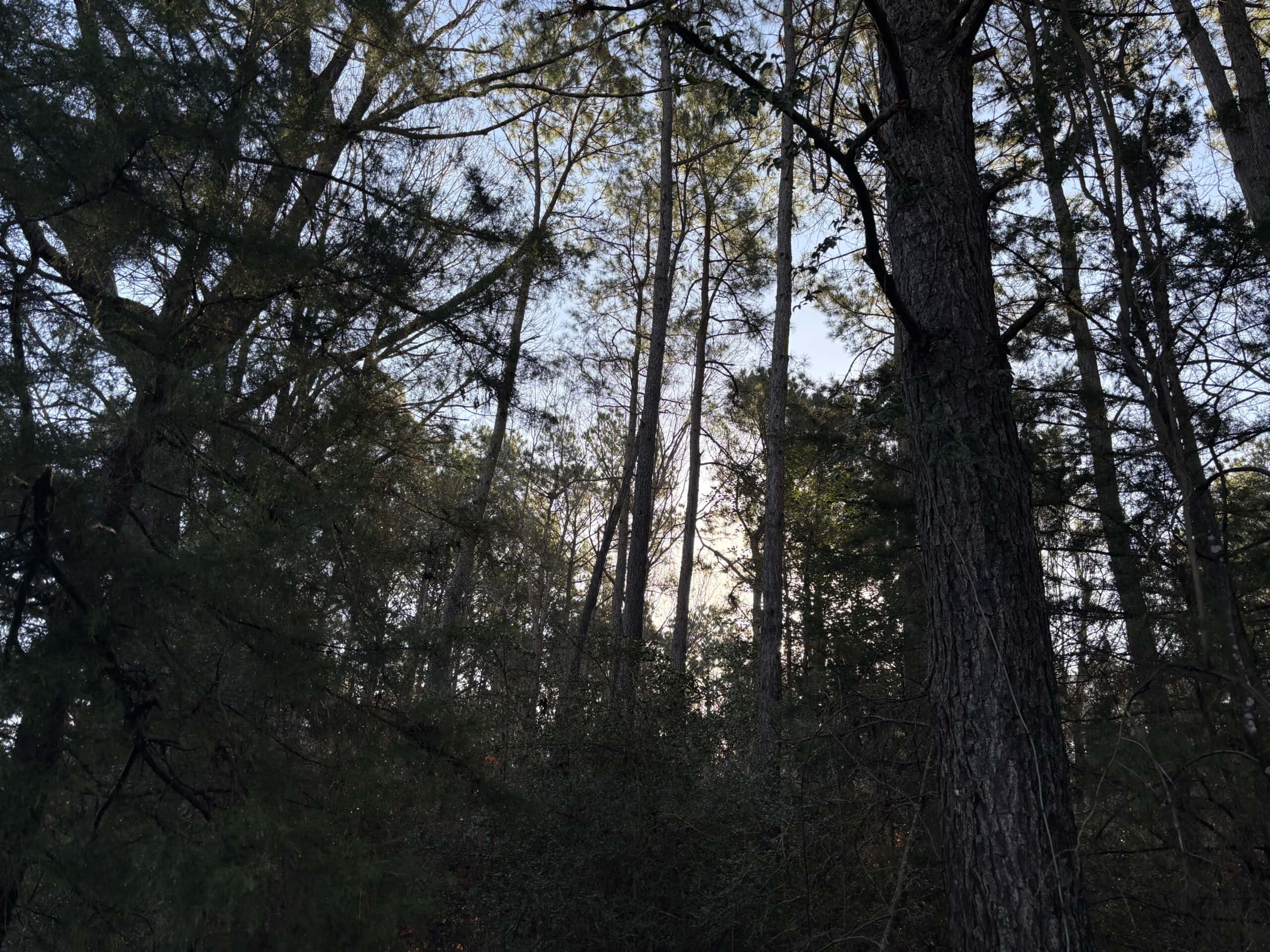 East Texas Timberland/Hunting Property