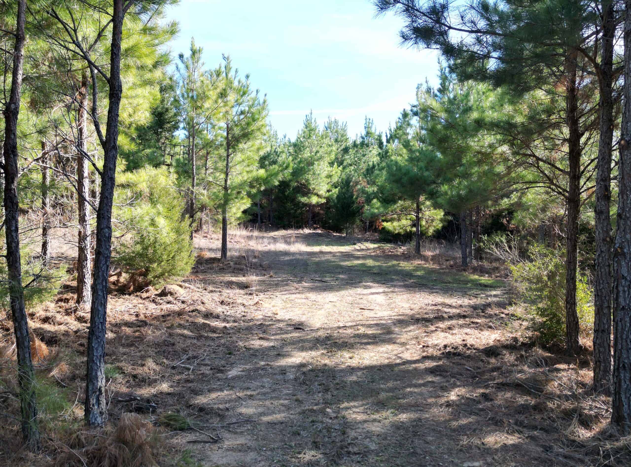 247.5 Acres of Timberland in Kildare, TX