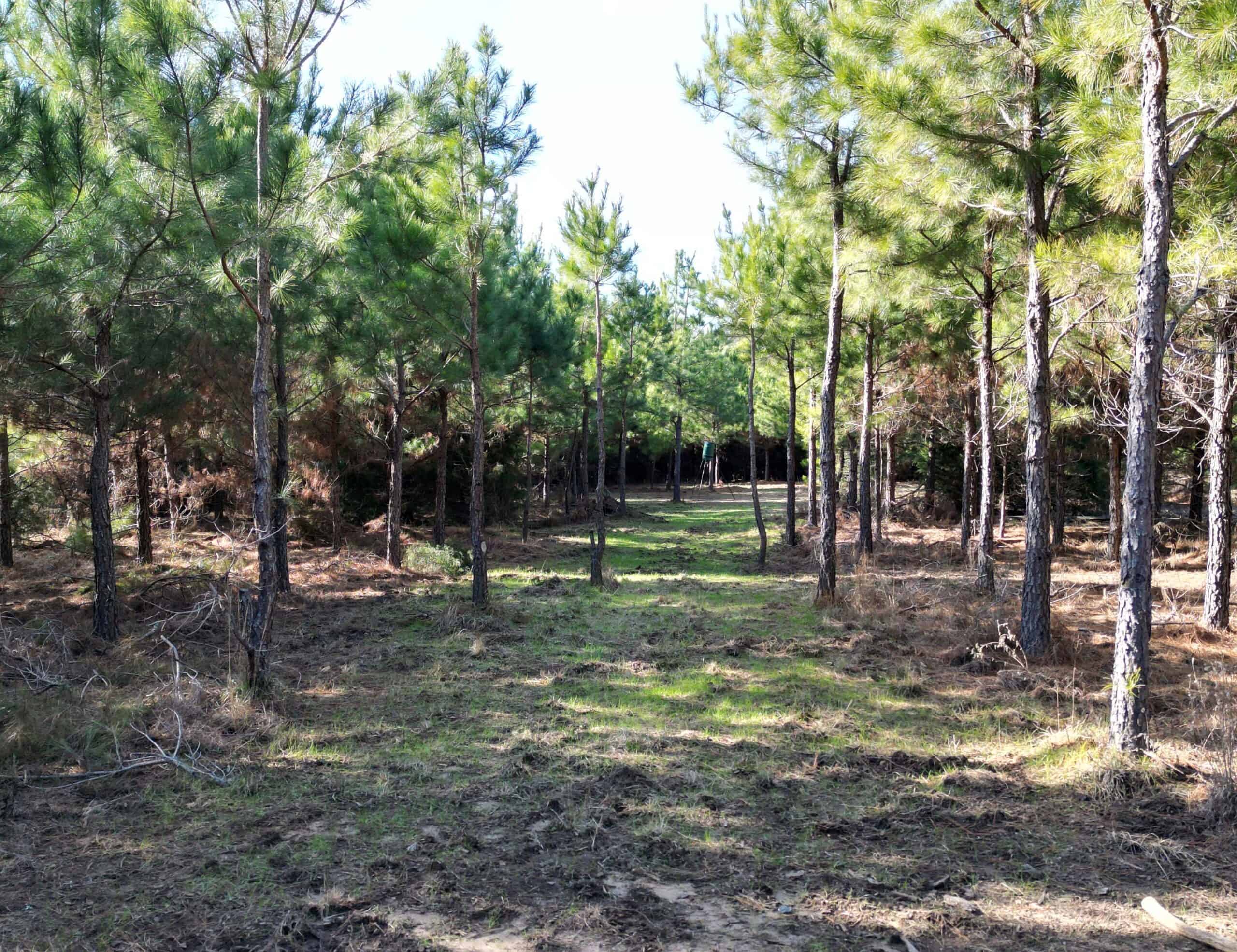 247.5 Acres of Timberland in Kildare, TX