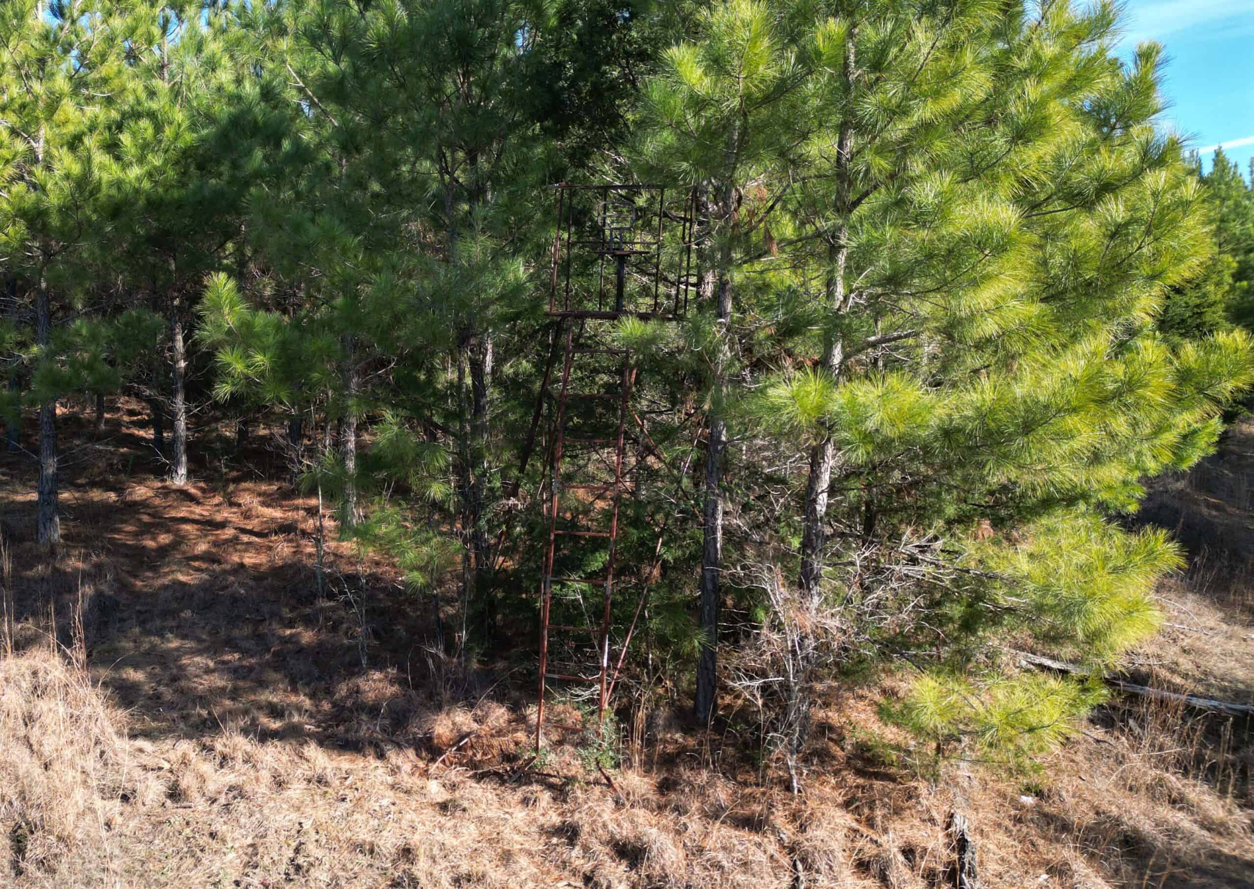 247.5 Acres of Timberland in Kildare, TX