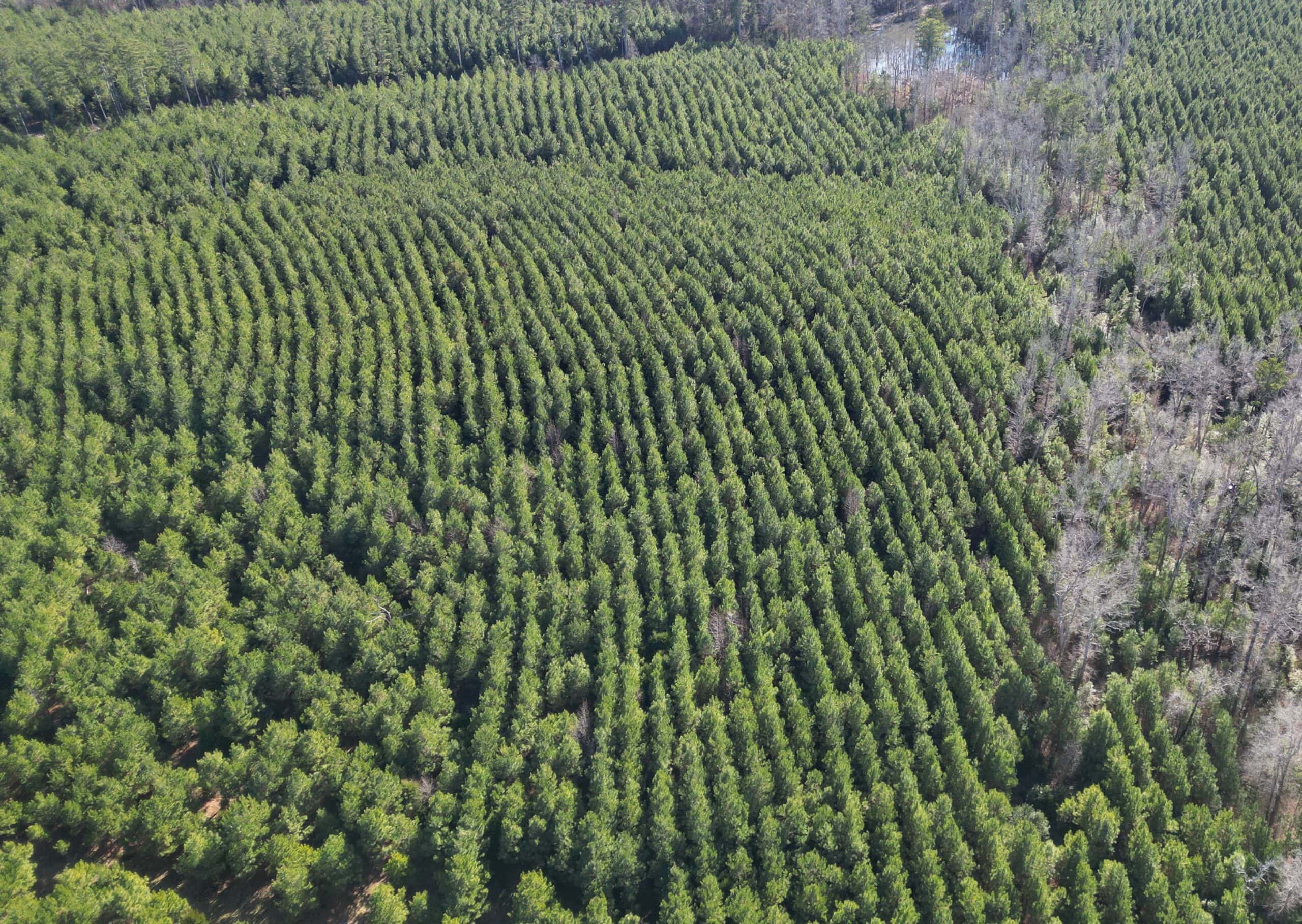 247.5 Acres of Timberland in Kildare, TX