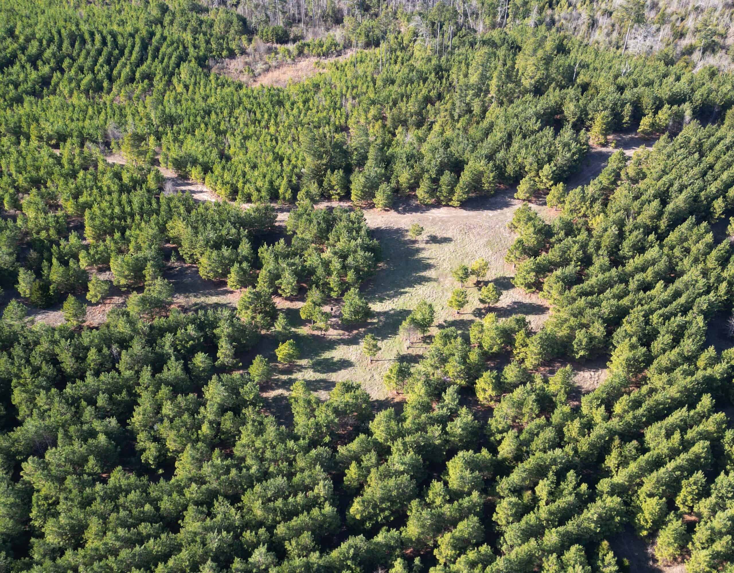 247.5 Acres of Timberland in Kildare, TX