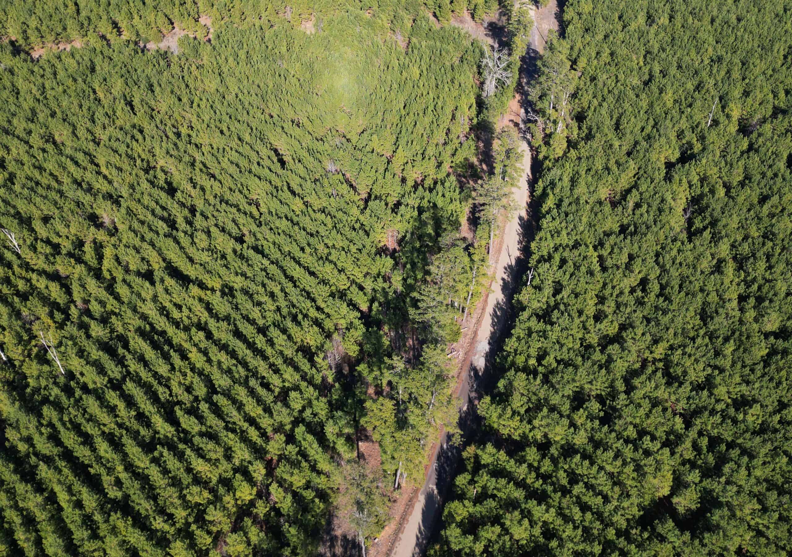 247.5 Acres of Timberland in Kildare, TX