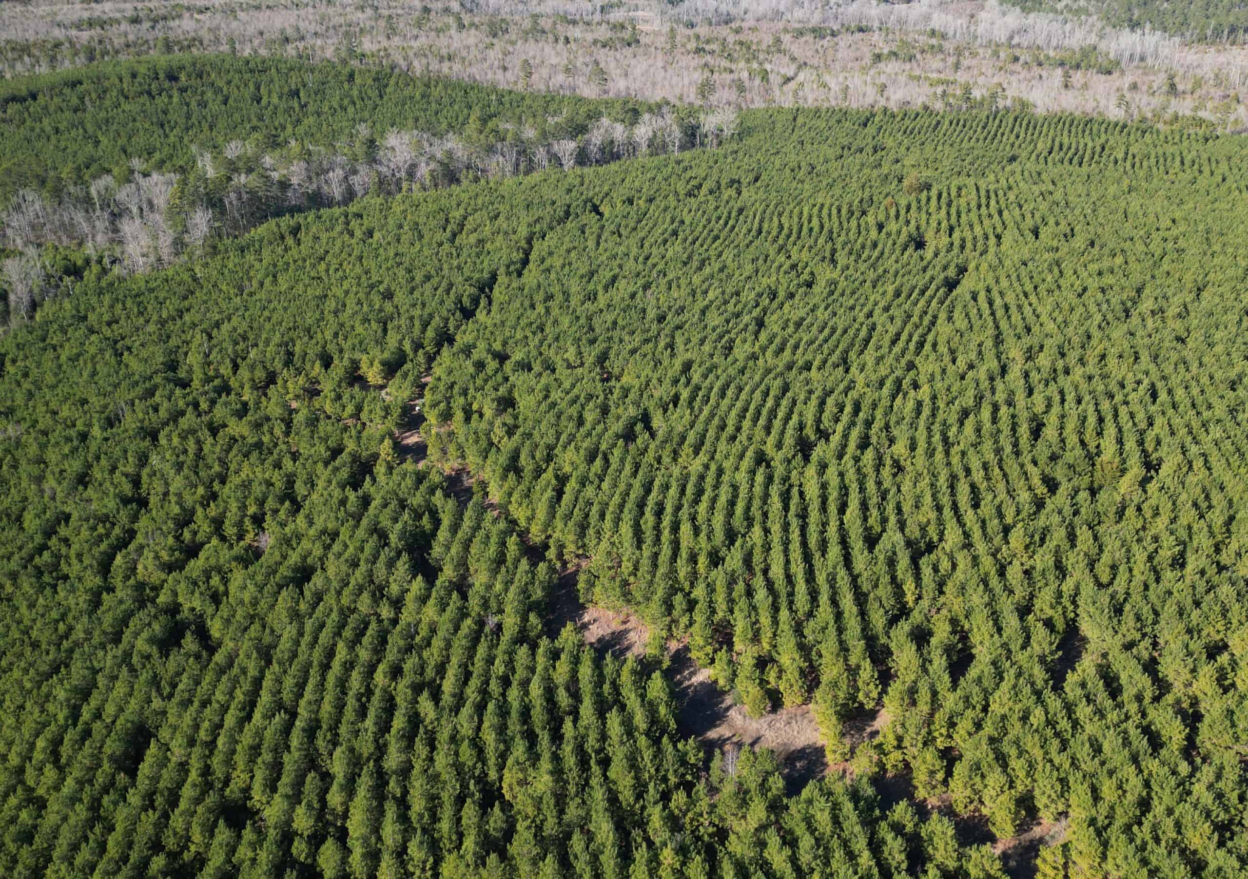 247.5 Acres of Timberland in Kildare, TX