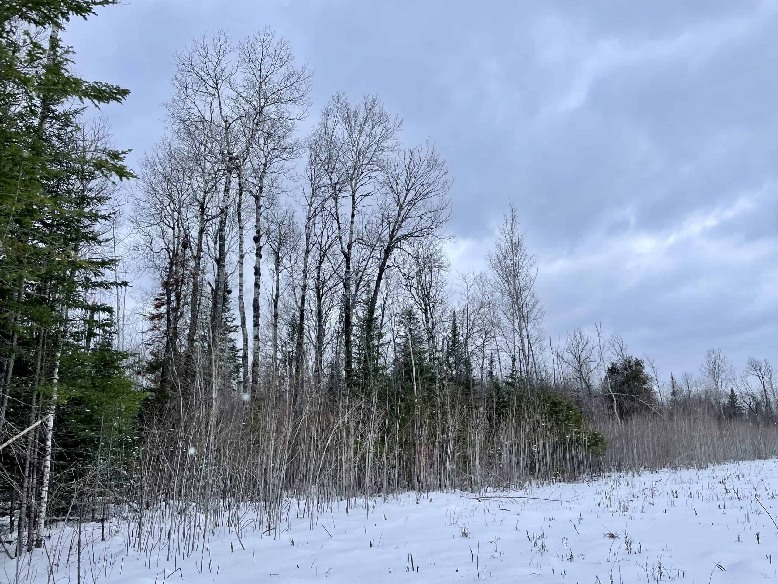The Side Lake 80 Ac – Hunting & Recreational Property In St. Louis County, MN