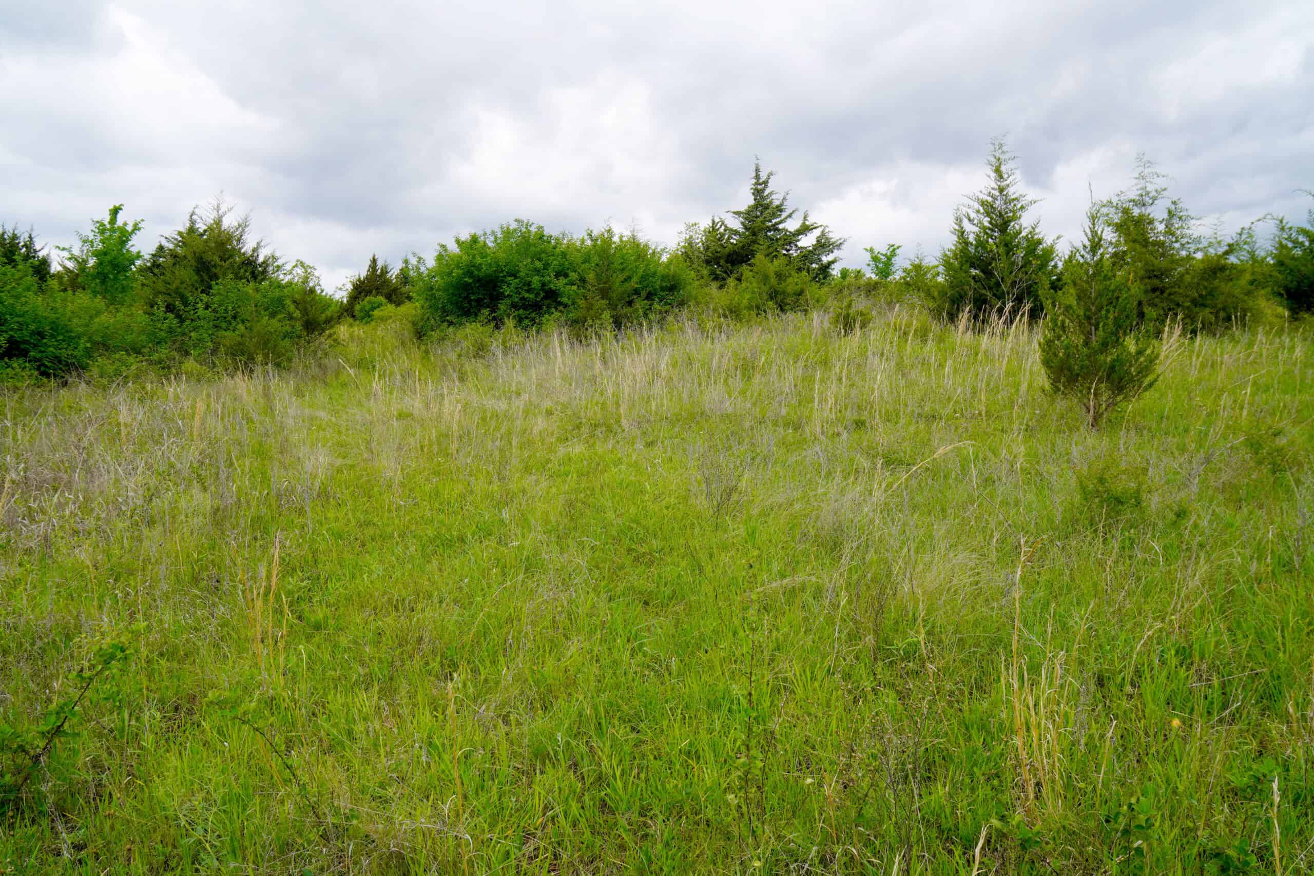 HUNTING/RECREATIONAL LAND FOR SALE, KENDRICK, OK