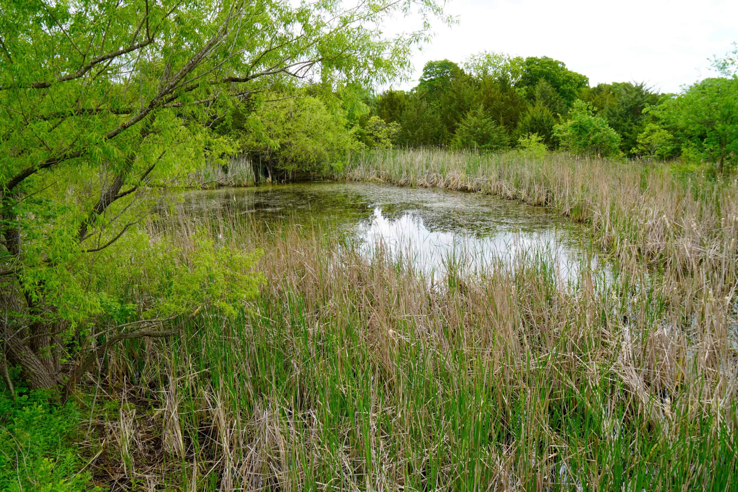 HUNTING/RECREATIONAL LAND FOR SALE, KENDRICK, OK