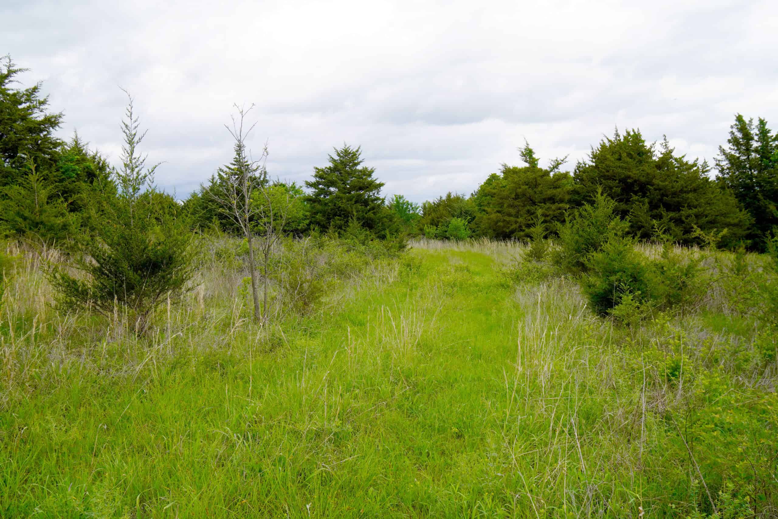 HUNTING/RECREATIONAL LAND FOR SALE, KENDRICK, OK