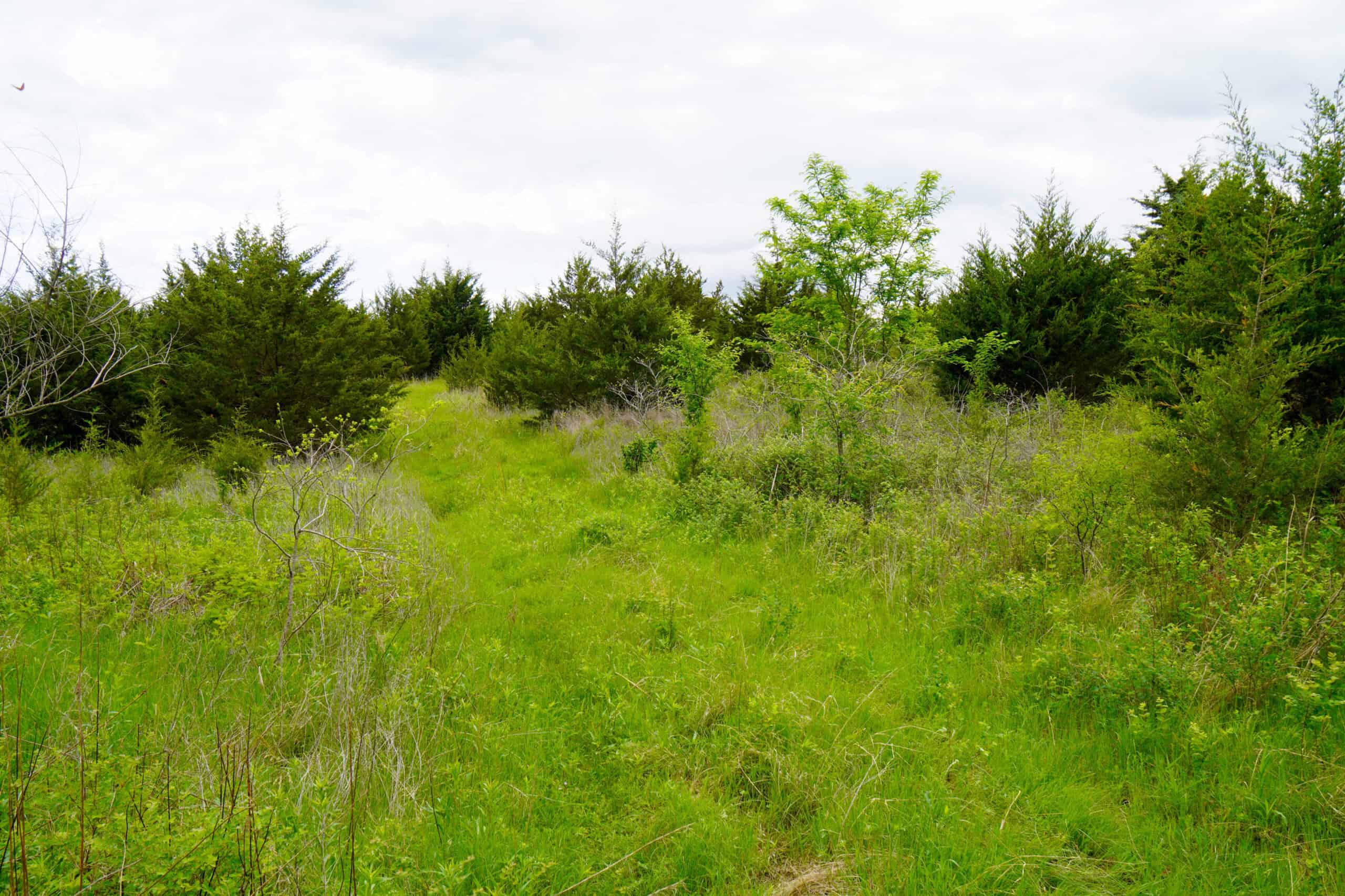 HUNTING/RECREATIONAL LAND FOR SALE, KENDRICK, OK