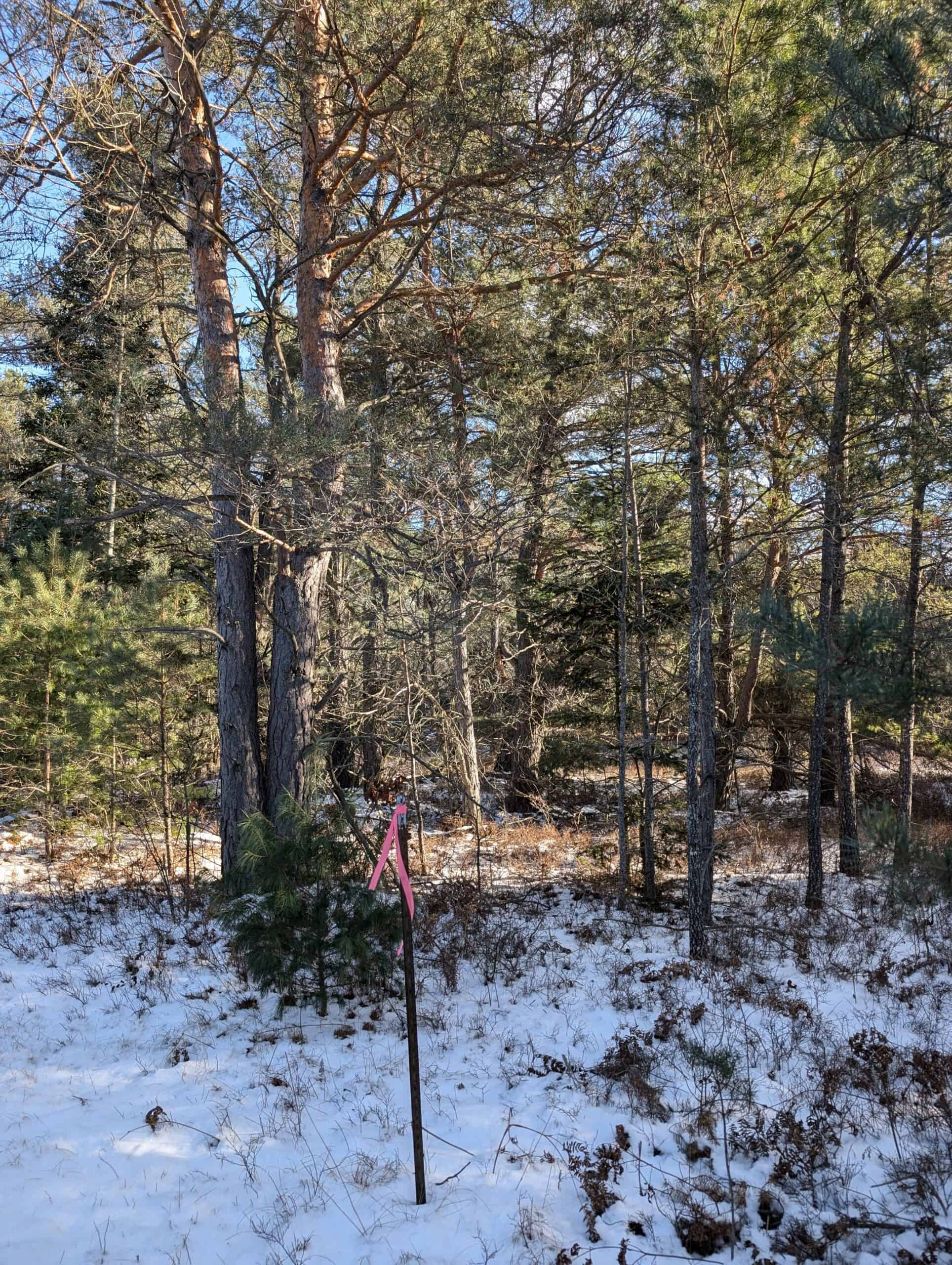 56 Acres of Woodlands & Waterfront Serenity in Atlanta MI
