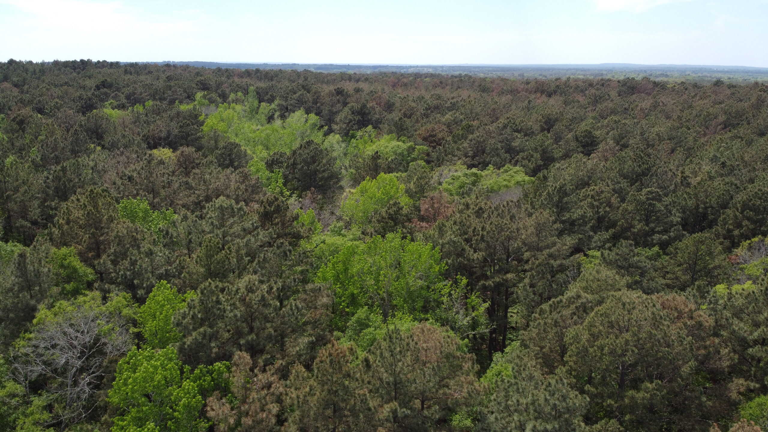 SOLD! Troup TX Hunting Land in Smith County East of Dallas