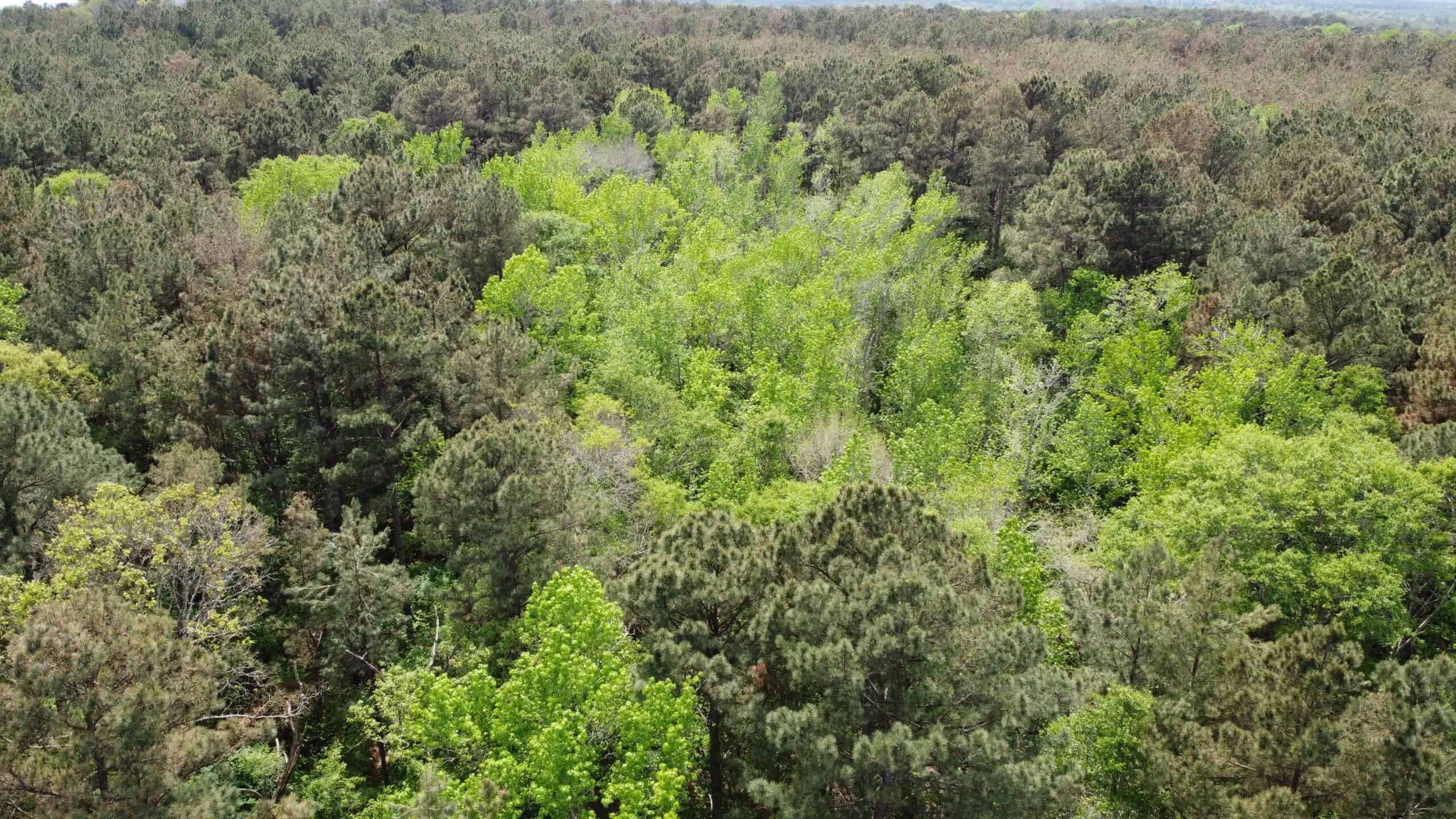 SOLD! Troup TX Hunting Land in Smith County East of Dallas