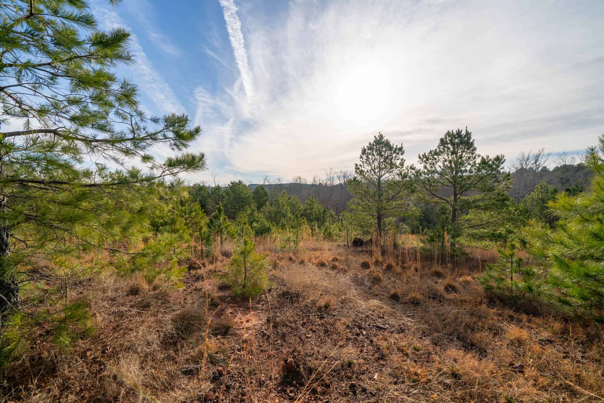 Harrison County, TX Whitetail Paradise