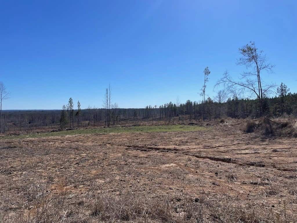 310 Acres Claiborne Hunting Property