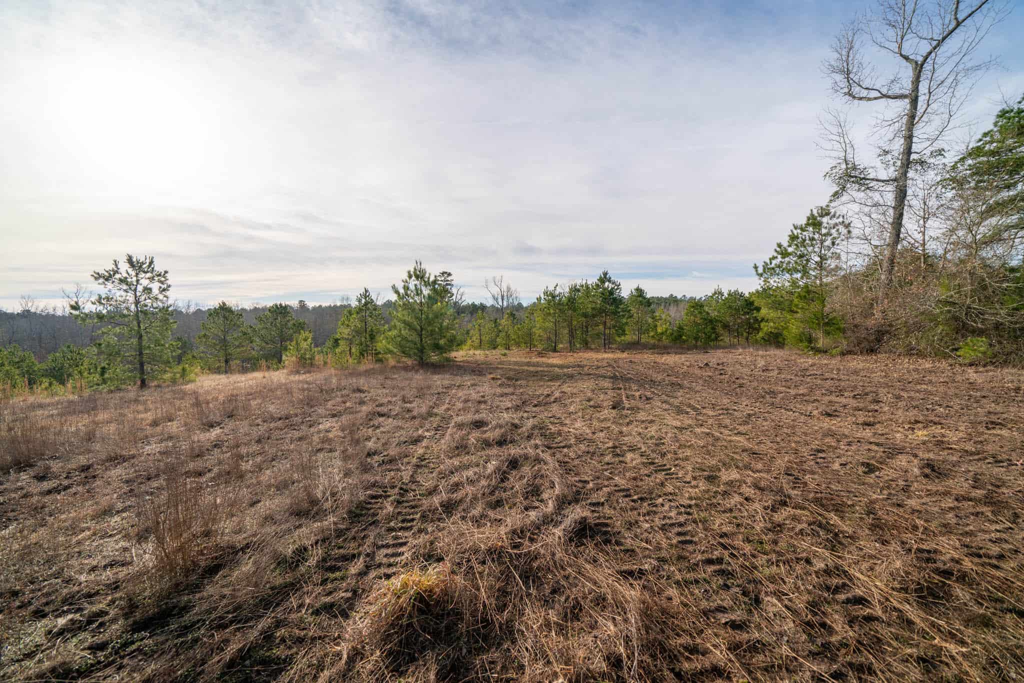 Harrison County, TX Whitetail Paradise