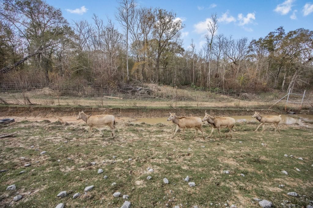 High Fence Hunting, 3 Lodges, 6 Cabins, Acadia Parish, LA