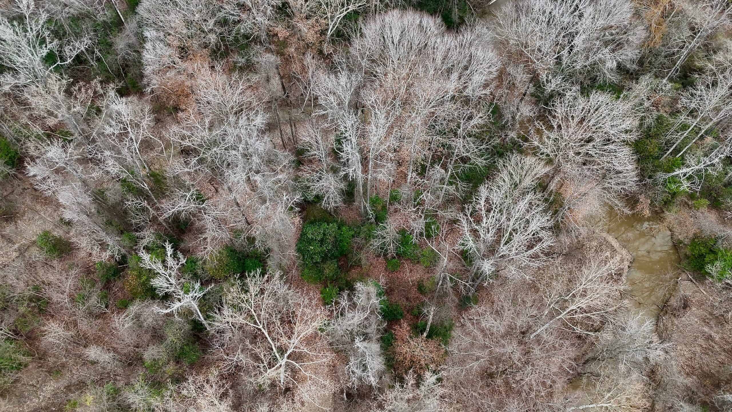 Hunting Property with a Camp and a Great Homesite