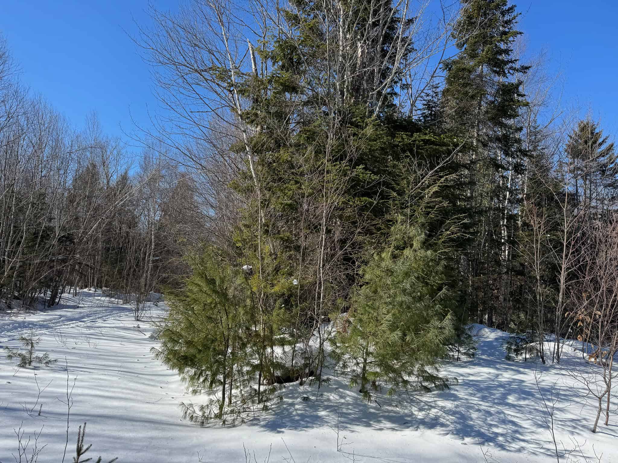 32 Acres with Off-Grid Cabin
