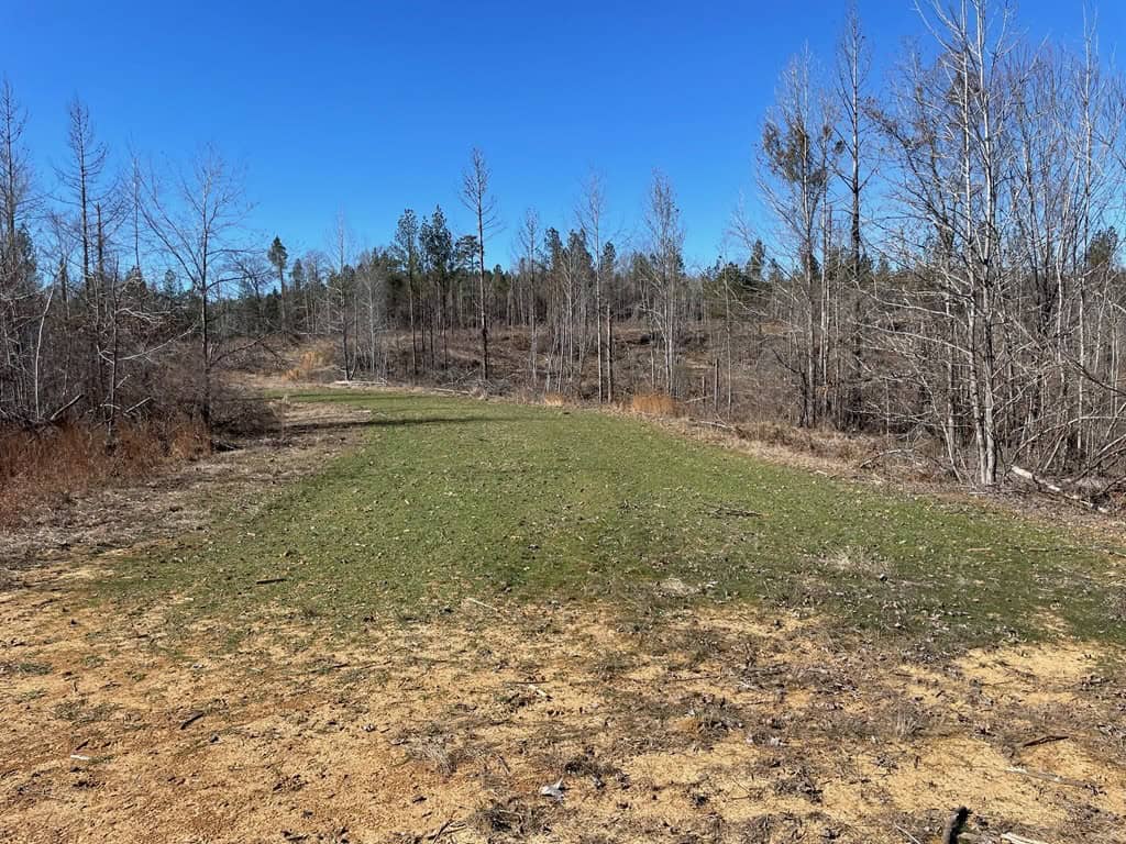 310 Acres Claiborne Hunting Property