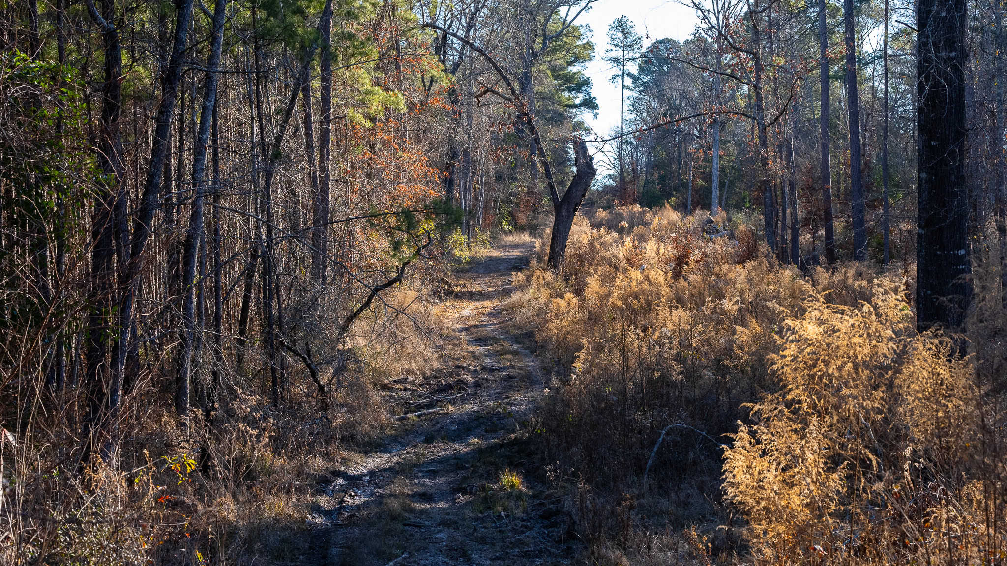 Texas Hunting Land with Barndo near Diana East of Dallas