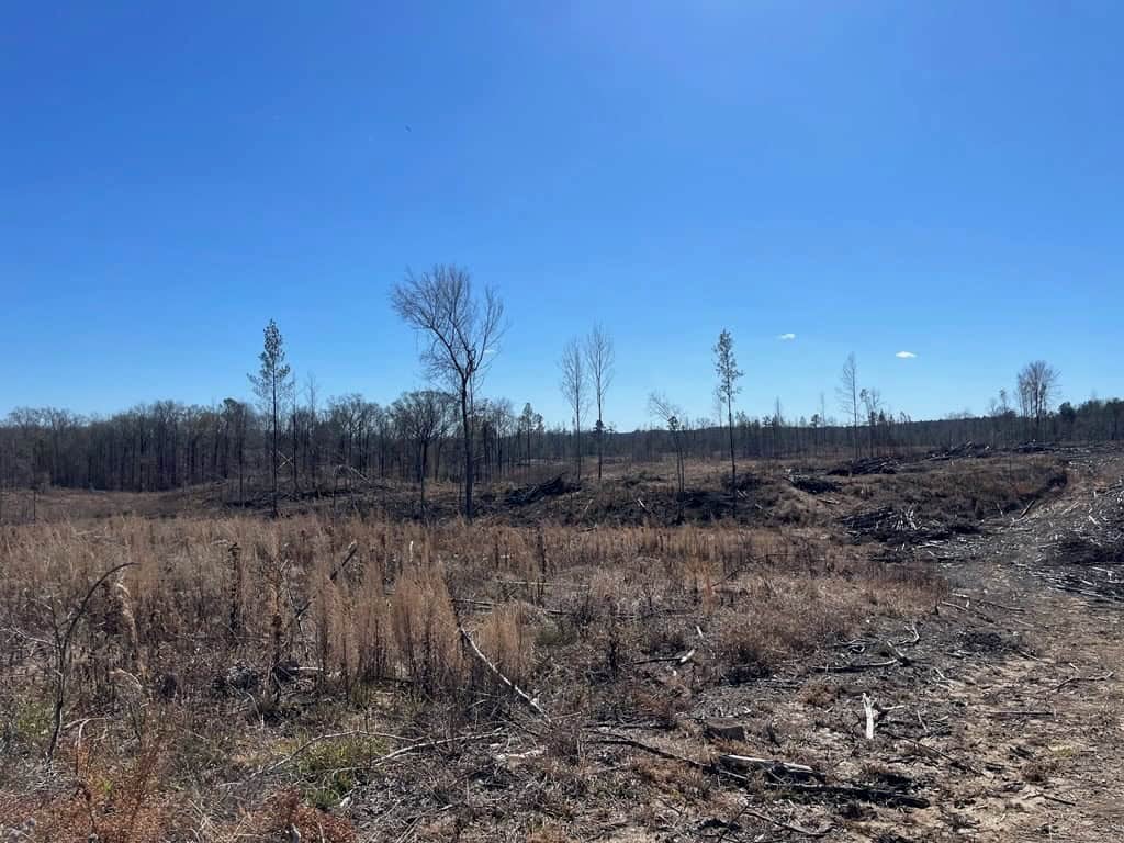 310 Acres Claiborne Hunting Property