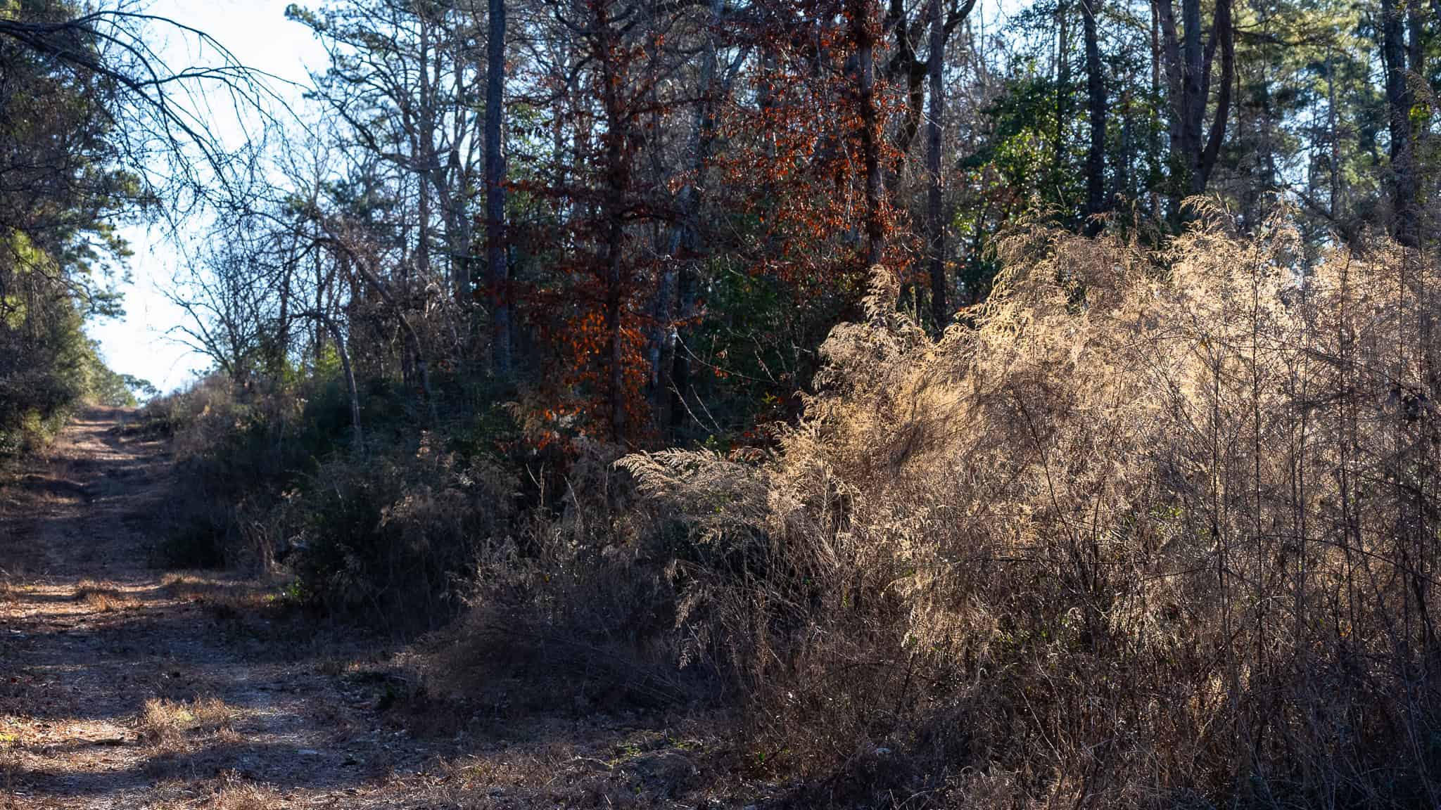 Texas Hunting Land with Barndo near Diana East of Dallas