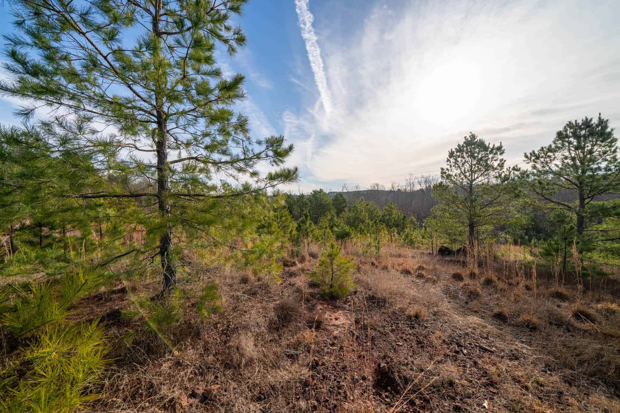 Harrison County, TX Whitetail Paradise