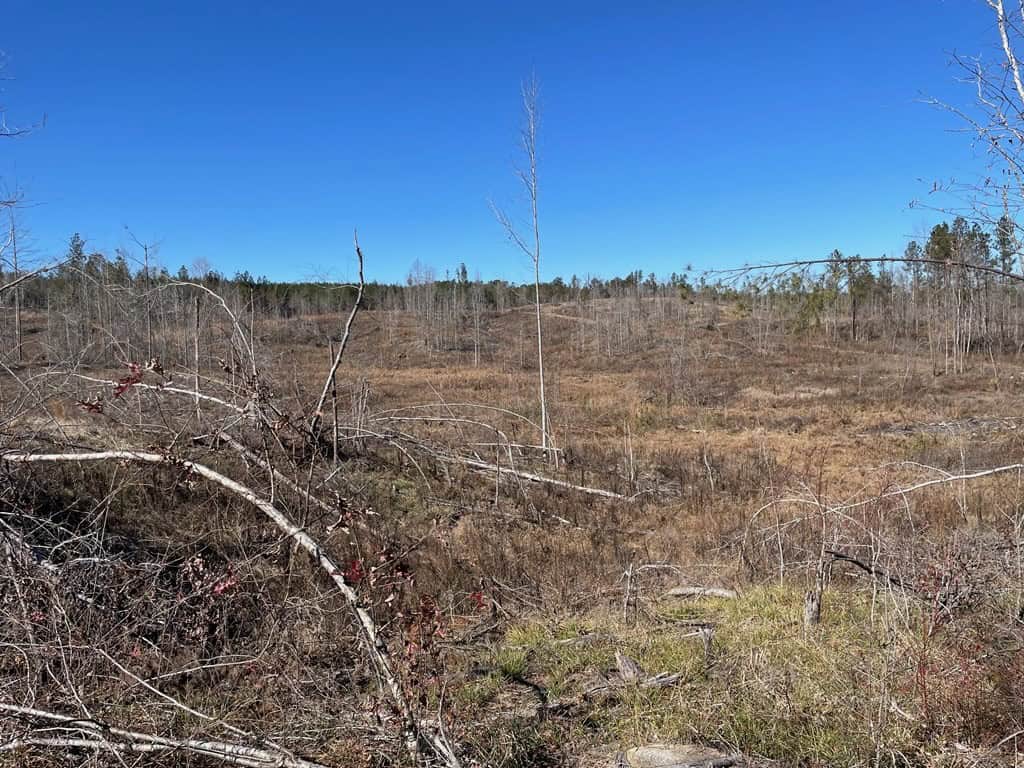 310 Acres Claiborne Hunting Property
