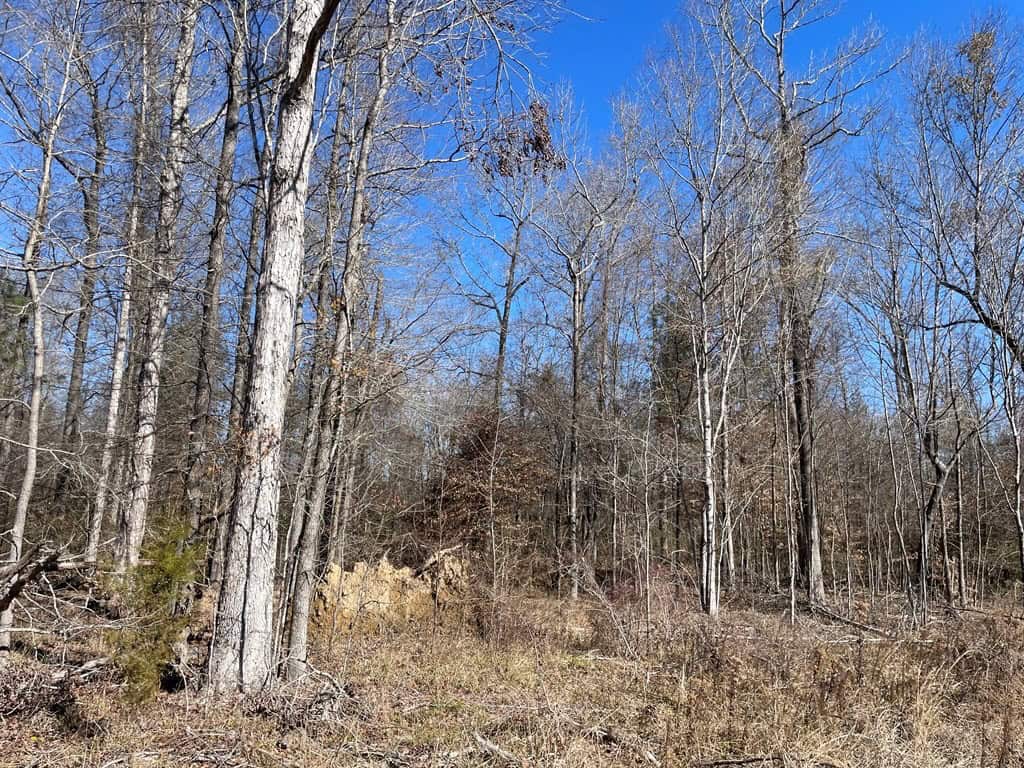 310 Acres Claiborne Hunting Property