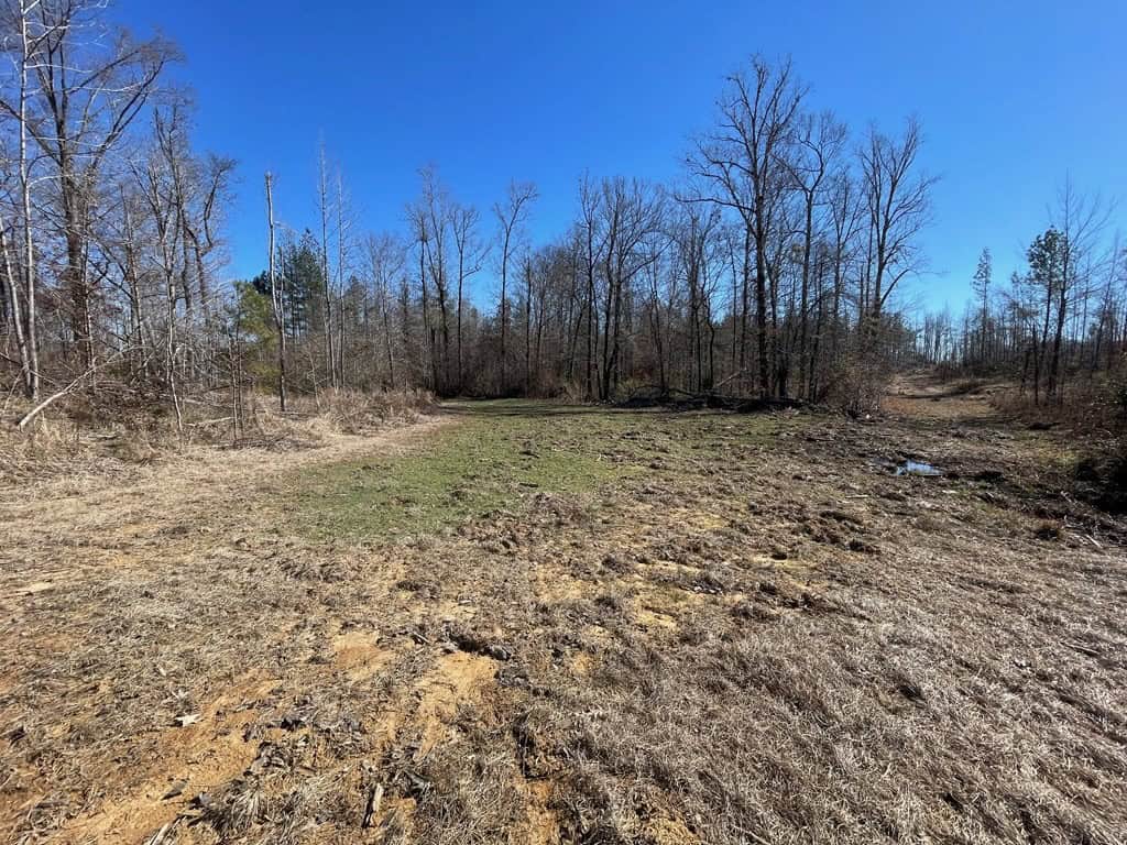 310 Acres Claiborne Hunting Property