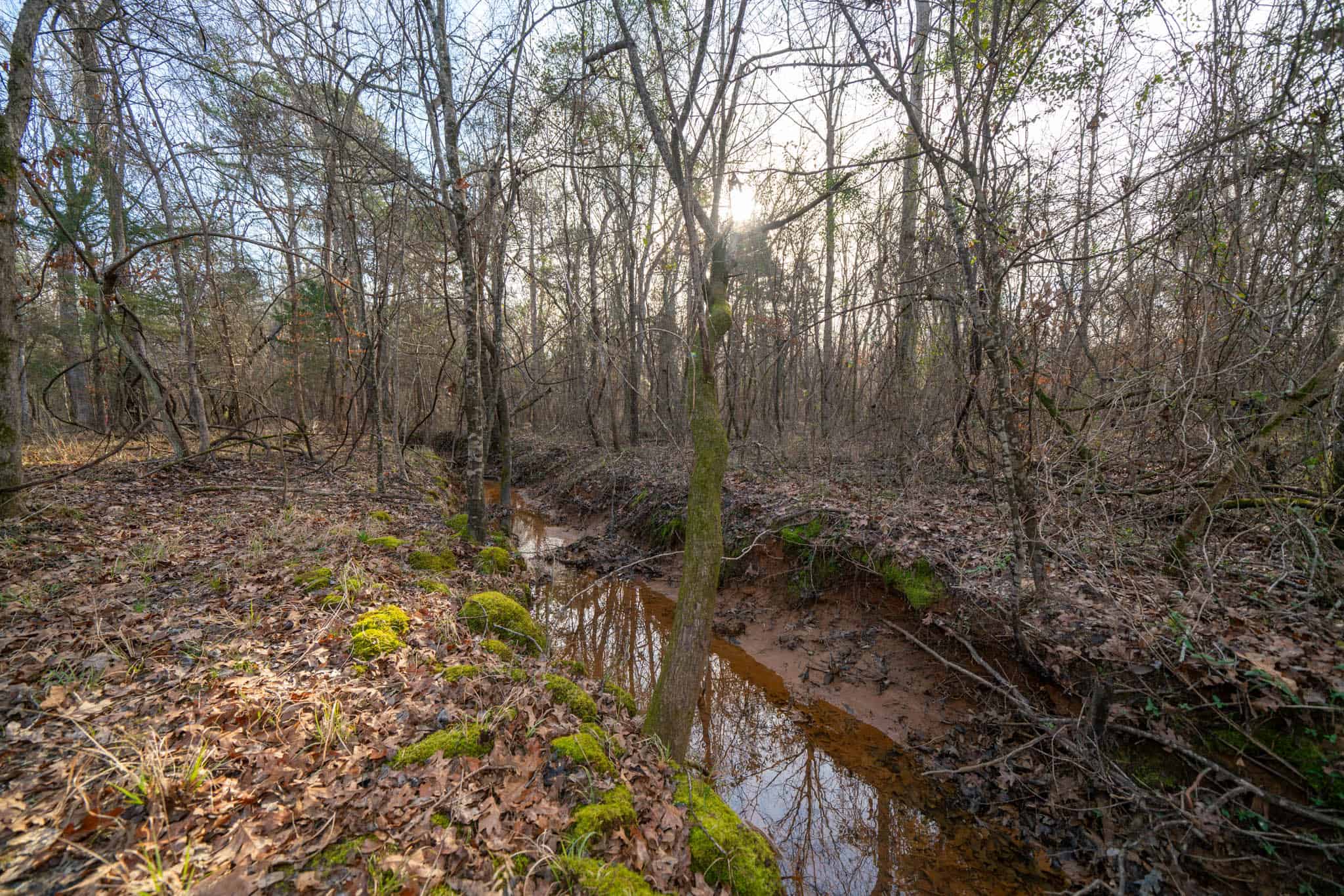Harrison County, TX Whitetail Paradise