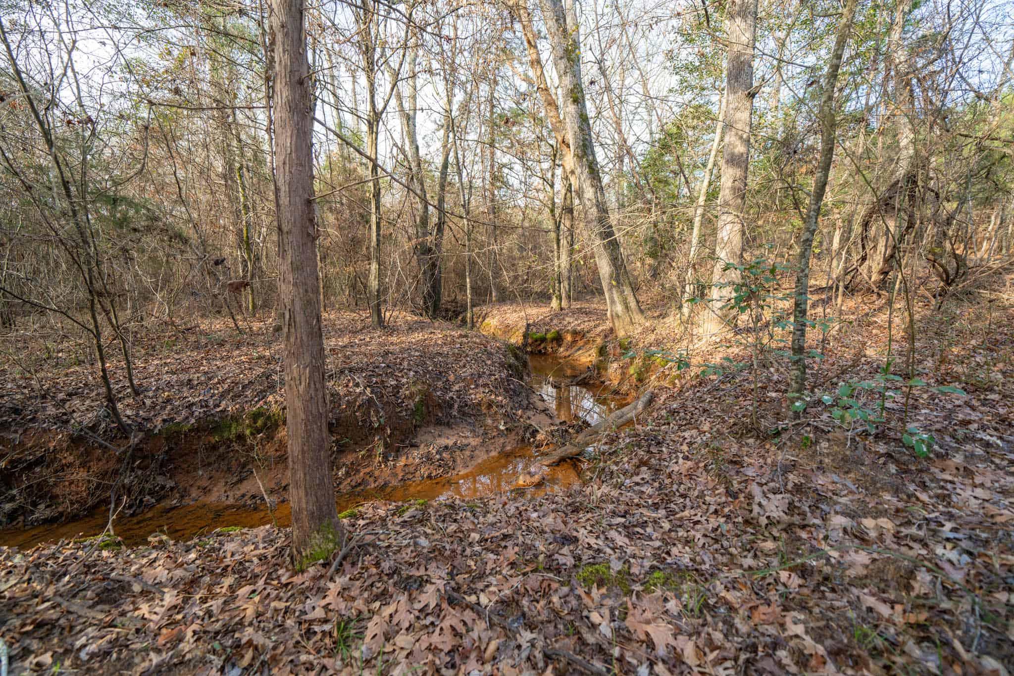 Harrison County, TX Whitetail Paradise
