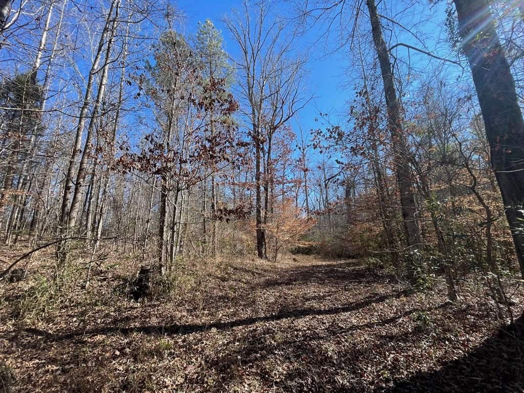 310 Acres Claiborne Hunting Property
