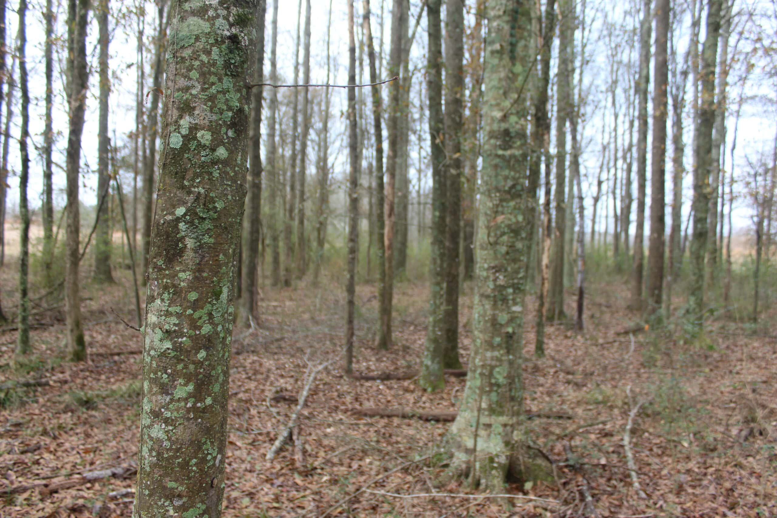 15-Acre Farm with Pond & Creek Frontage in Southeast Lincoln County, Mississippi