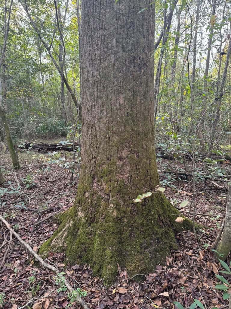 Land on the Tangipahoa River in Pike County, MS