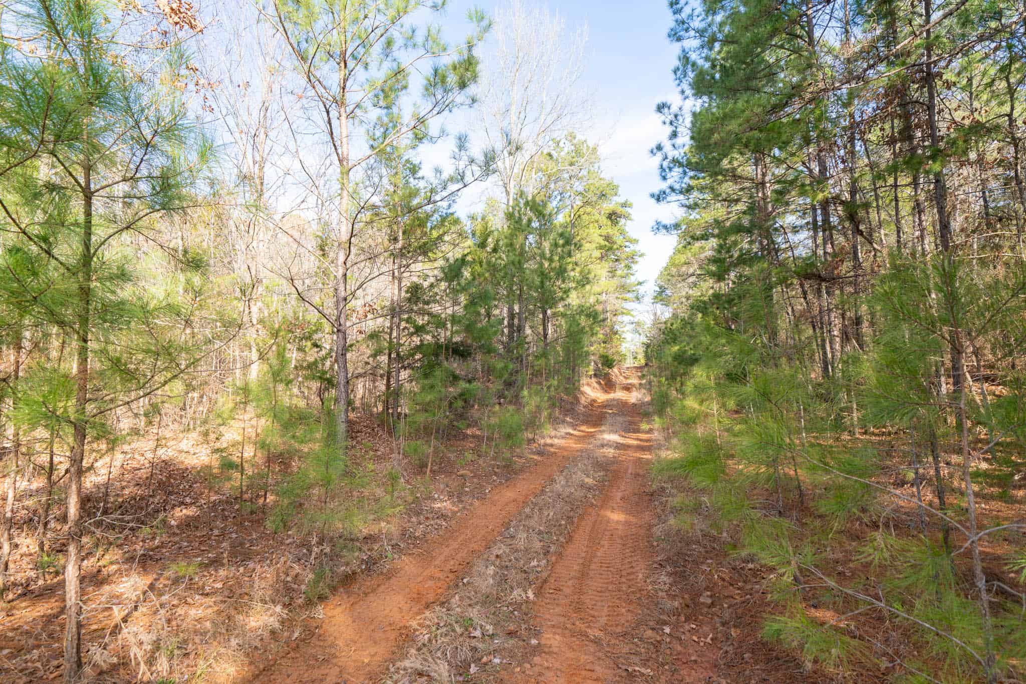Harrison County, TX Whitetail Paradise