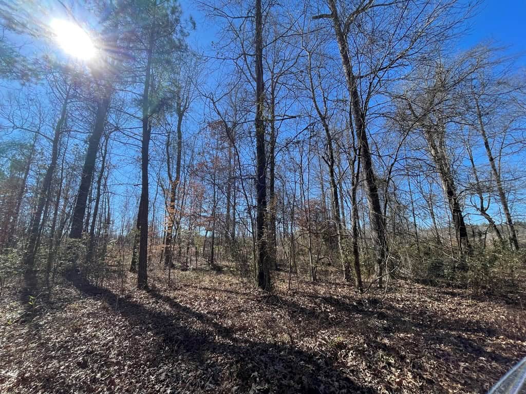 310 Acres Claiborne Hunting Property