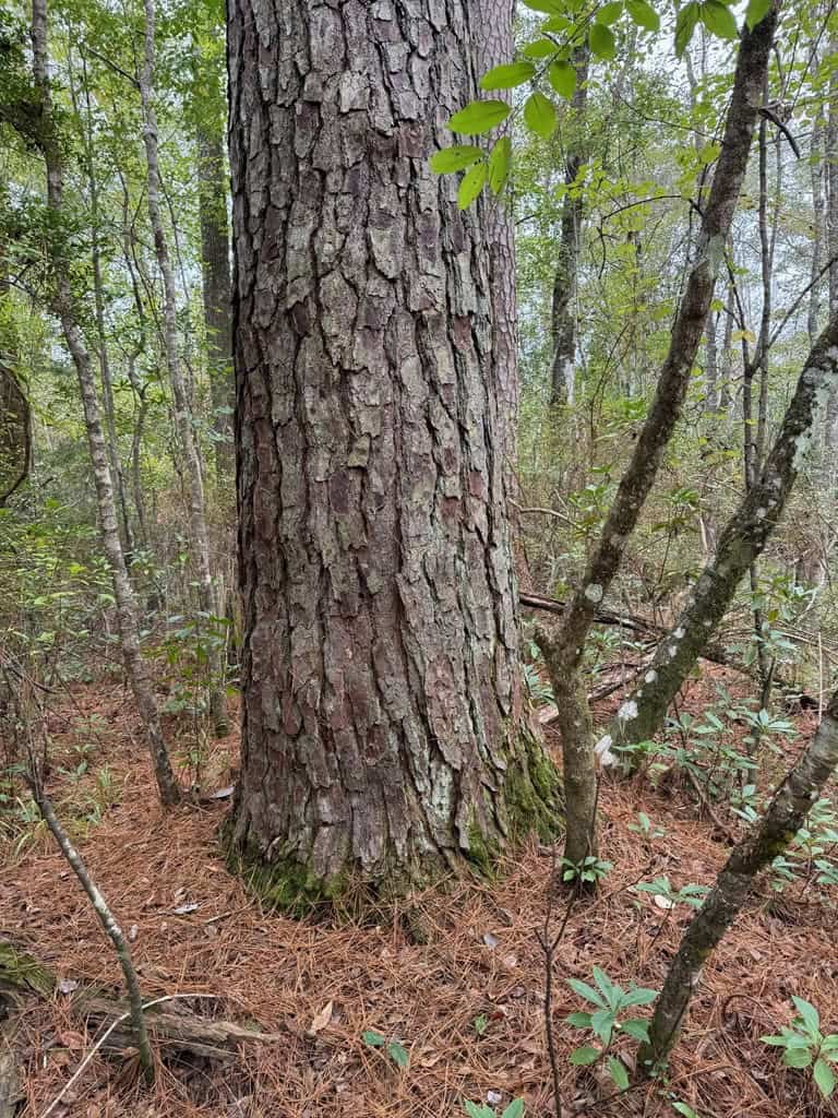 Land on the Tangipahoa River in Pike County, MS