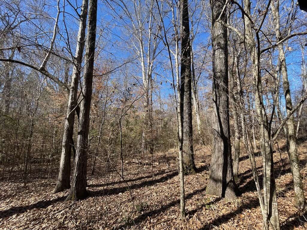 310 Acres Claiborne Hunting Property