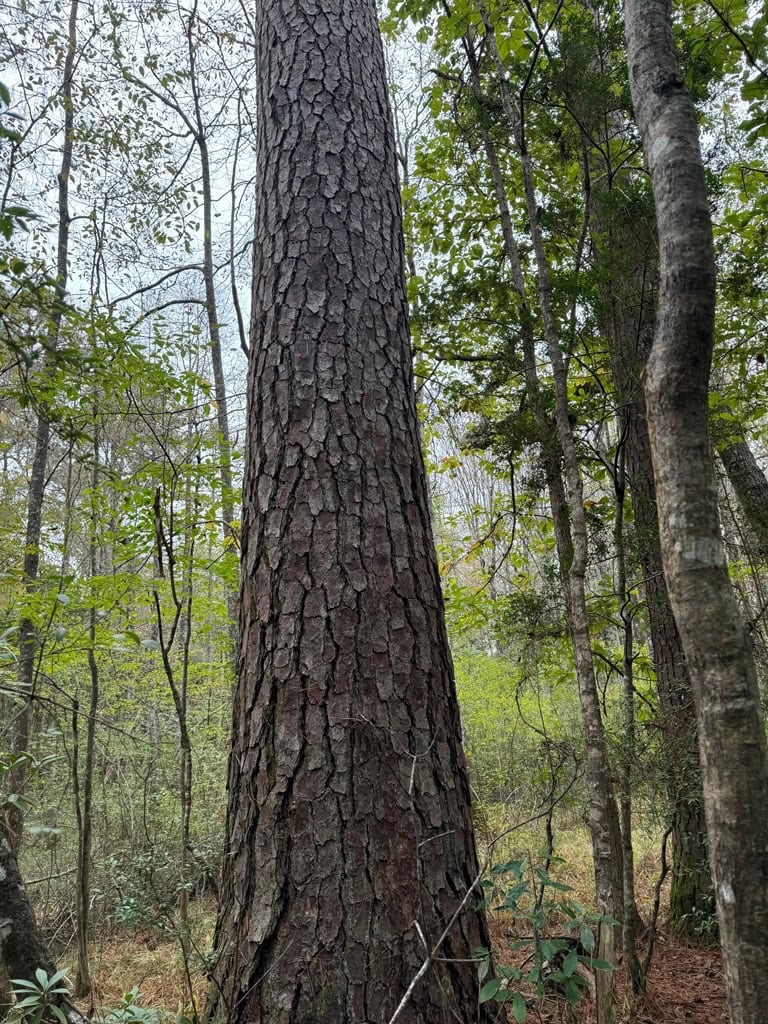 Land on the Tangipahoa River in Pike County, MS