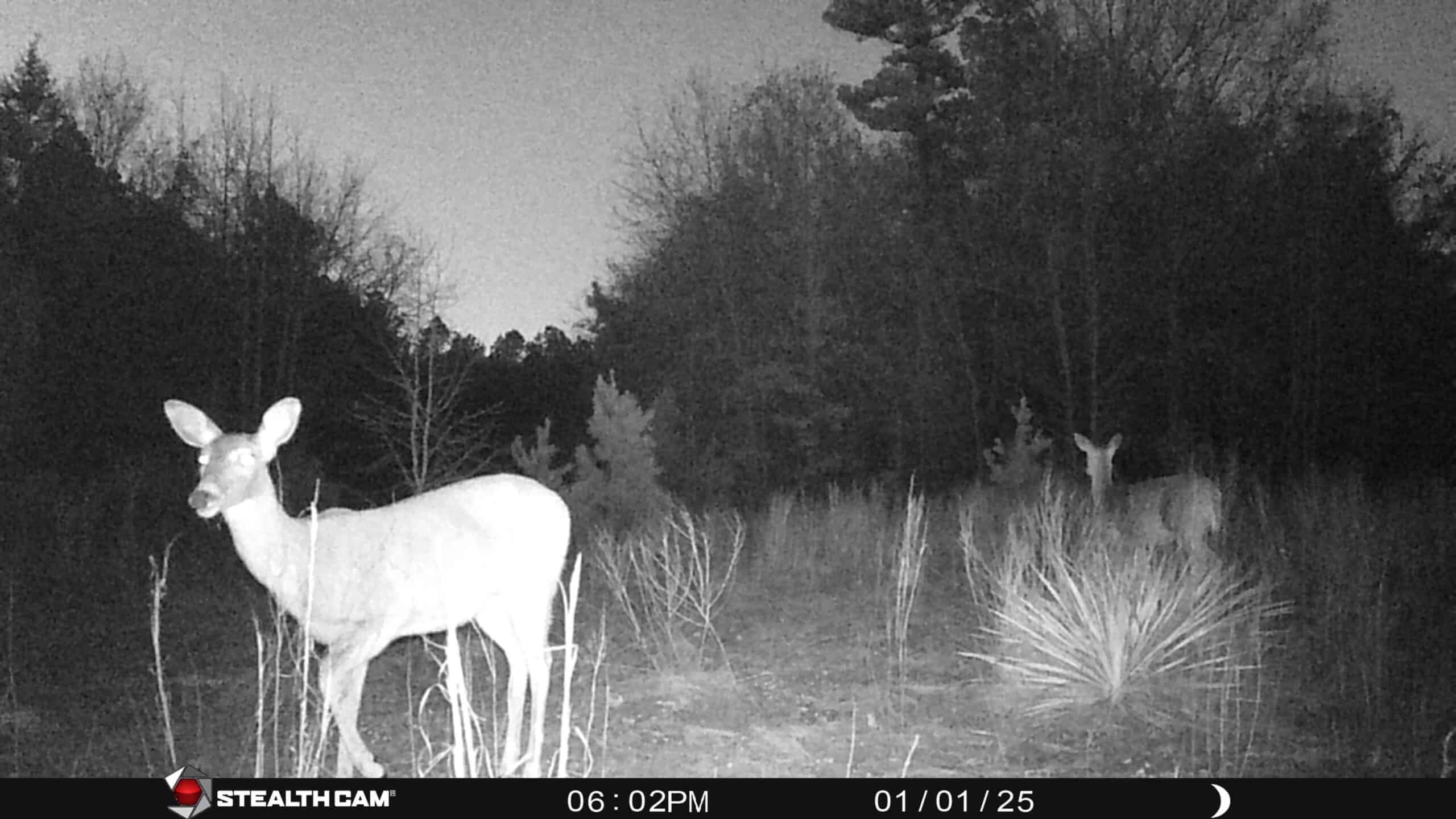 Harrison County, TX Whitetail Paradise