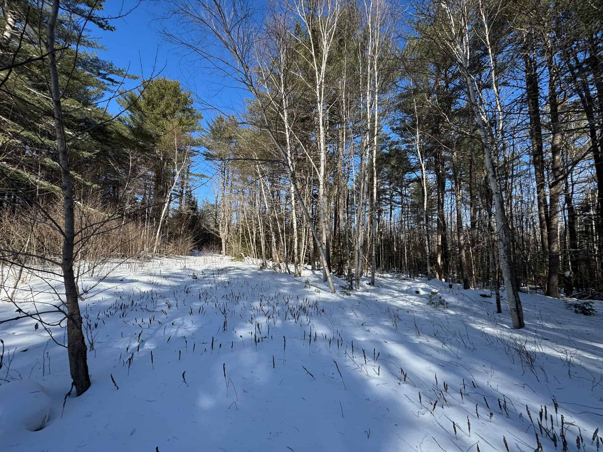 32 Acres with Off-Grid Cabin