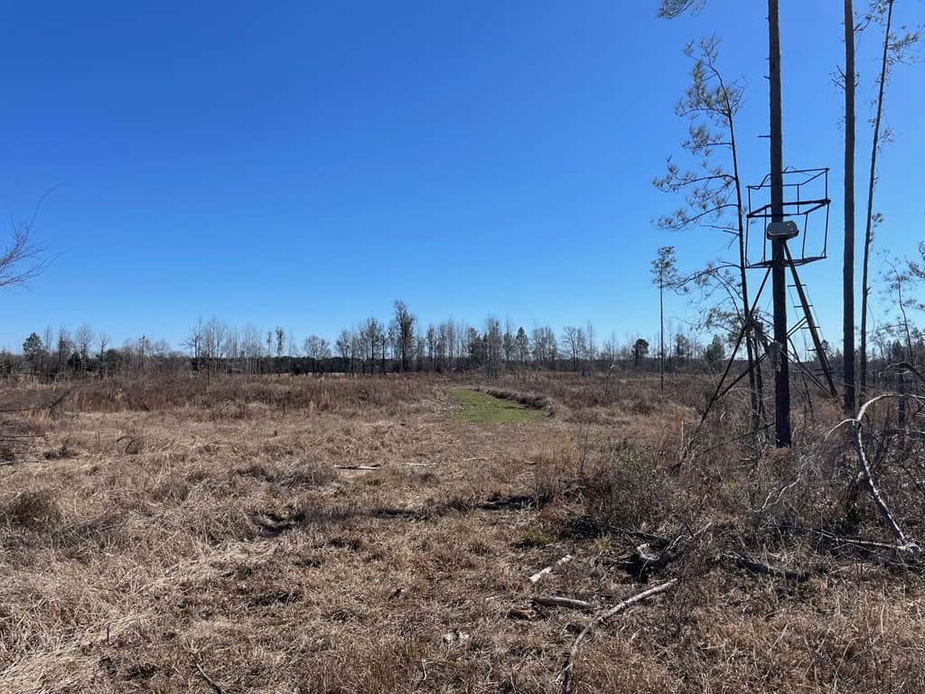 310 Acres Claiborne Hunting Property