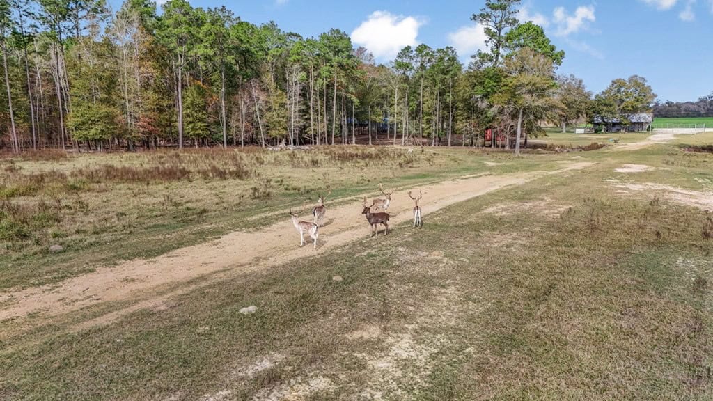 High Fence Hunting, 3 Lodges, 6 Cabins, Acadia Parish, LA